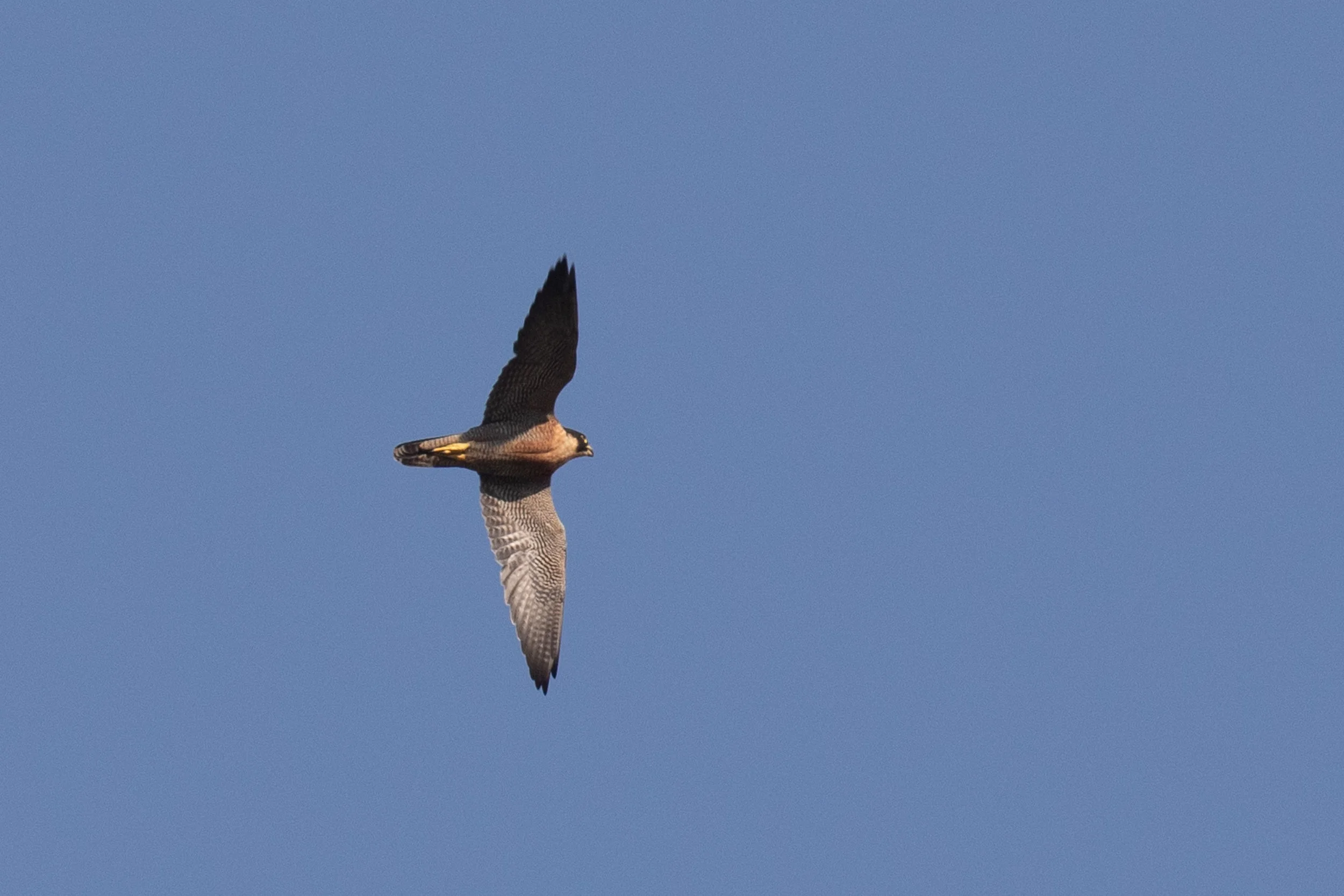 Peregrine Falcon