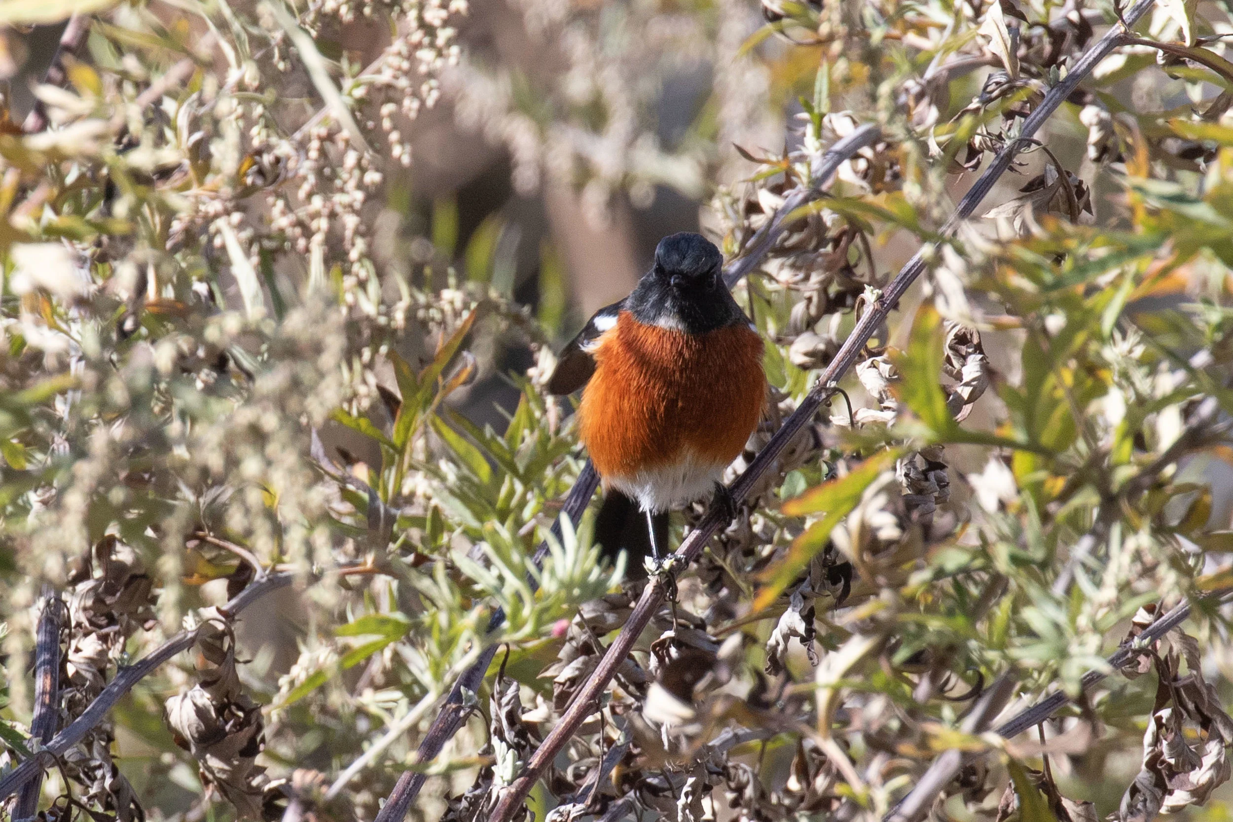 White-throated Redstart