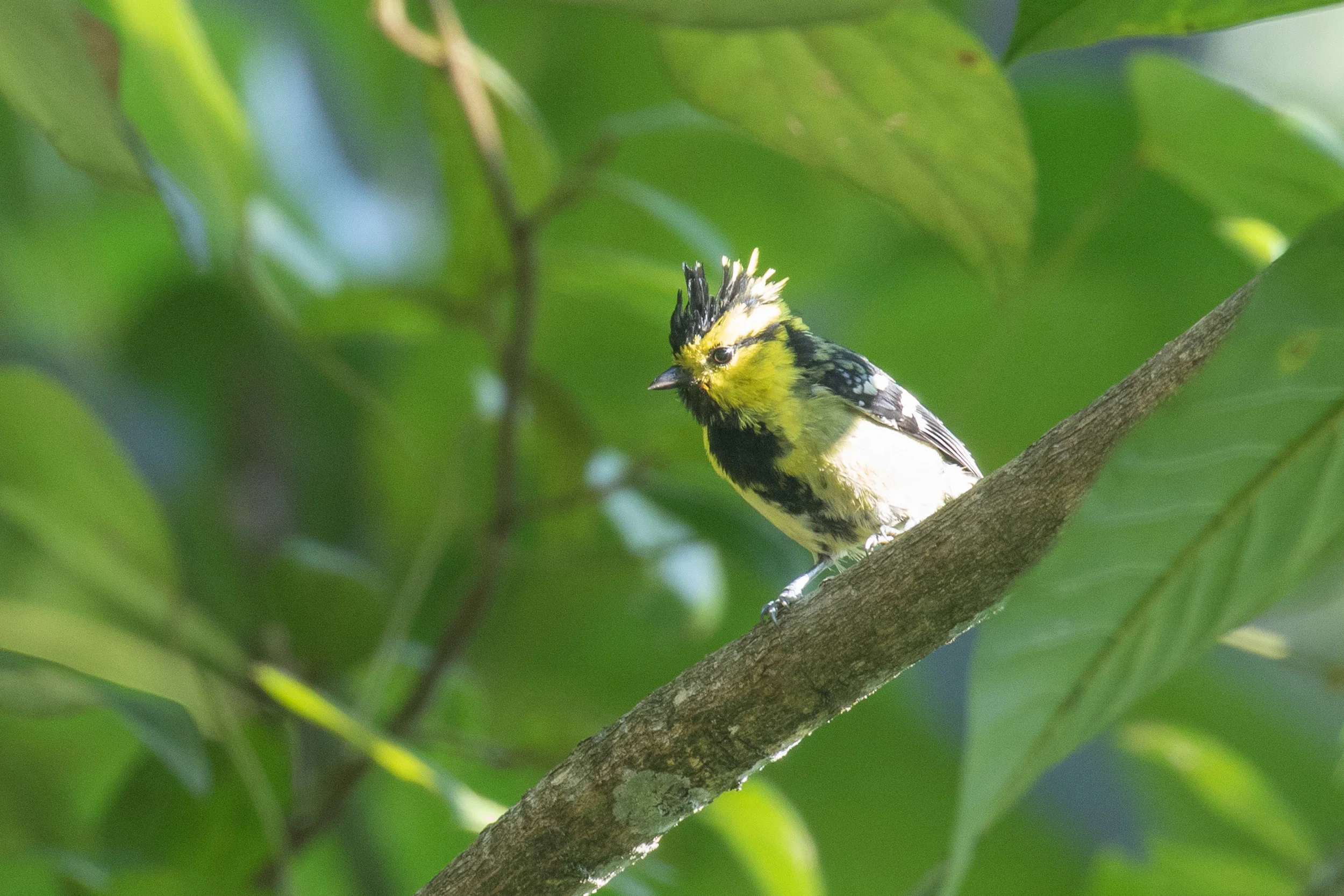 Yellow-cheeked Tit