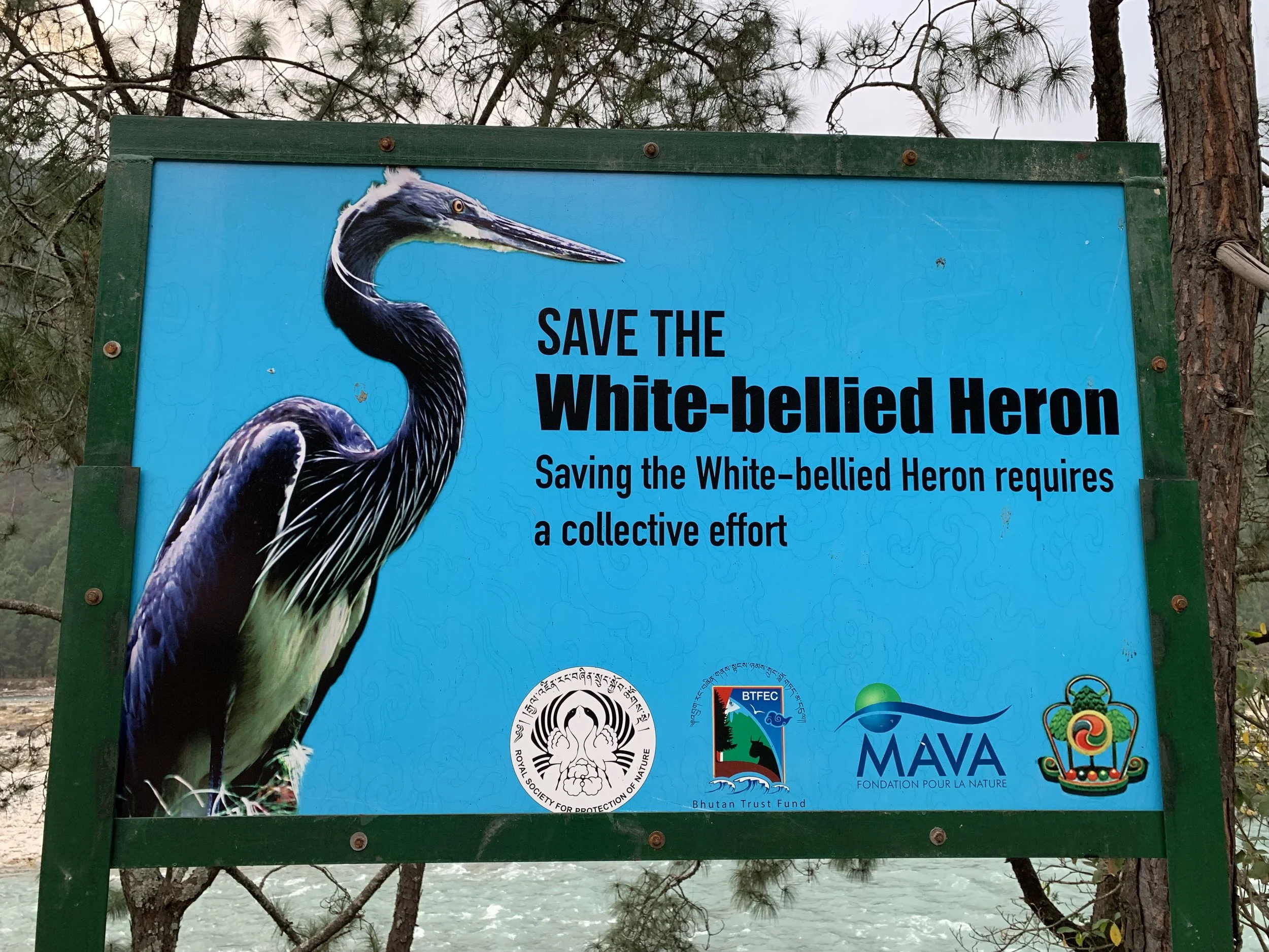 Save the White-bellied Heron