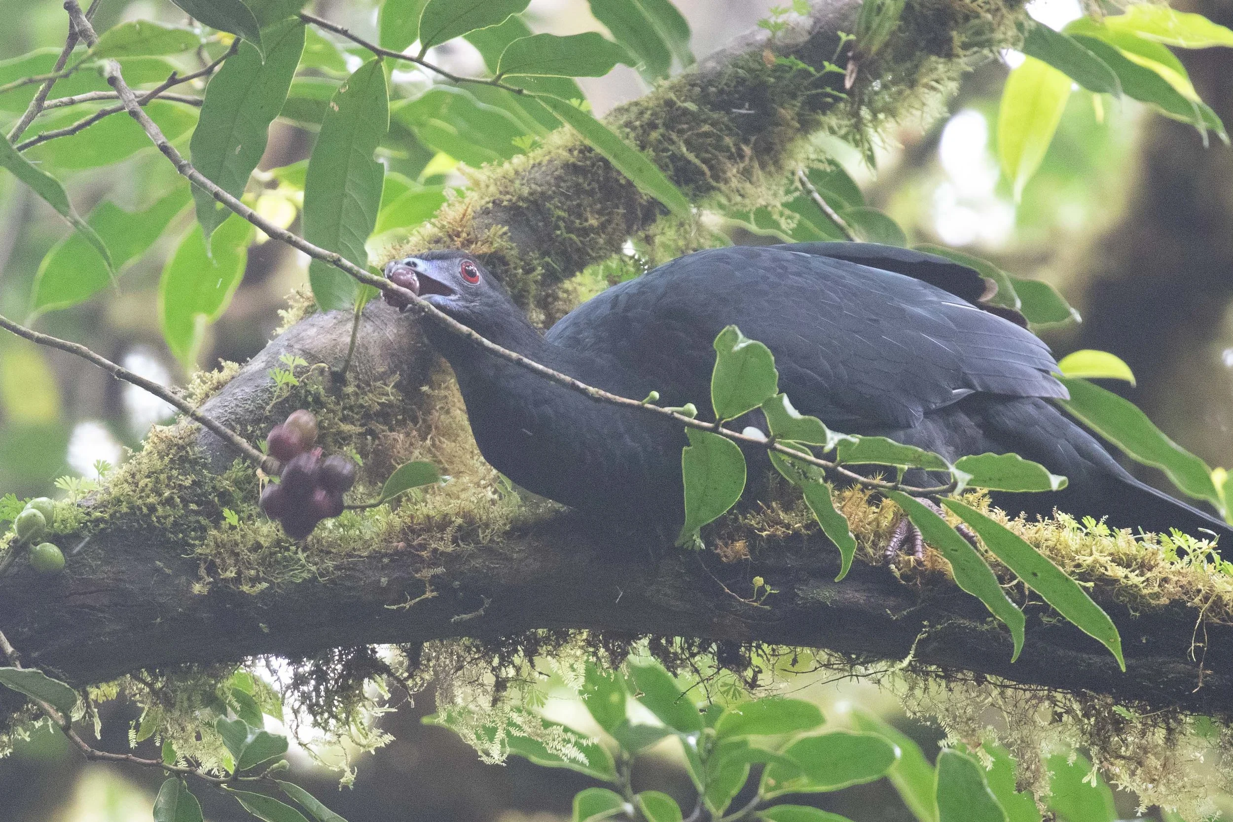 Black Guan