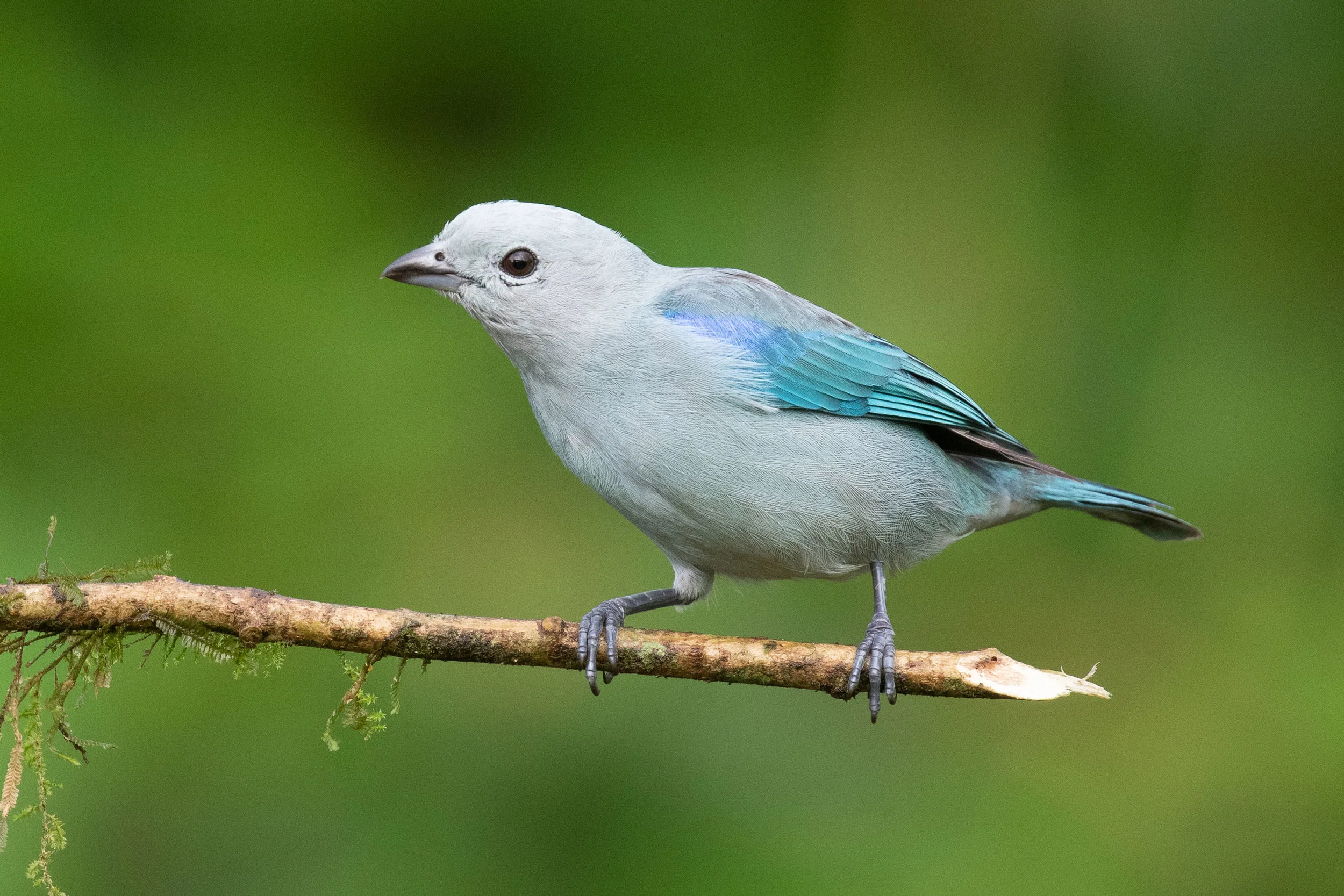 Blue-gray Tanager