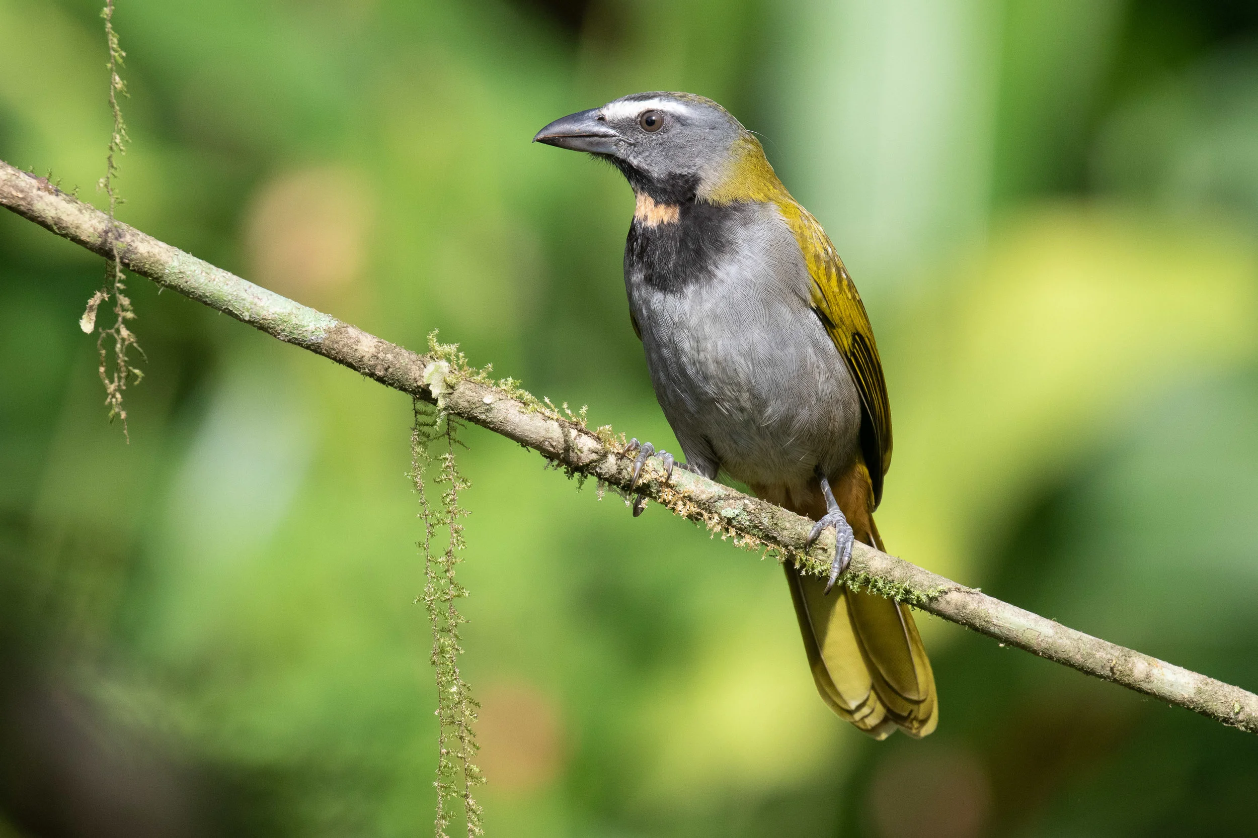 Buff-throated Saltator