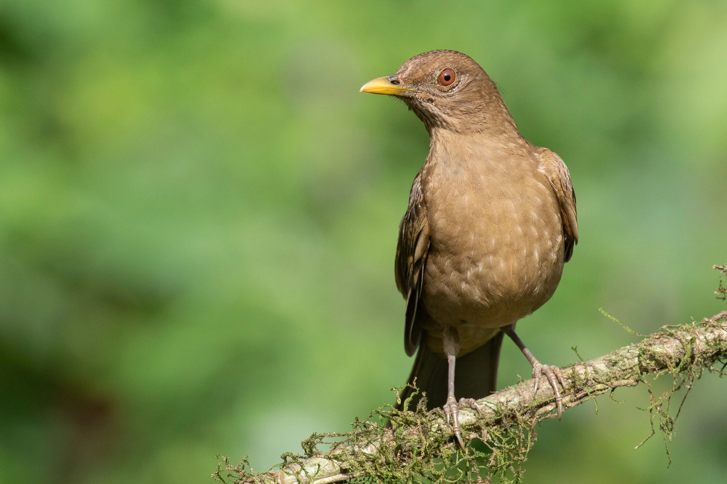 Clay-colored Thrush