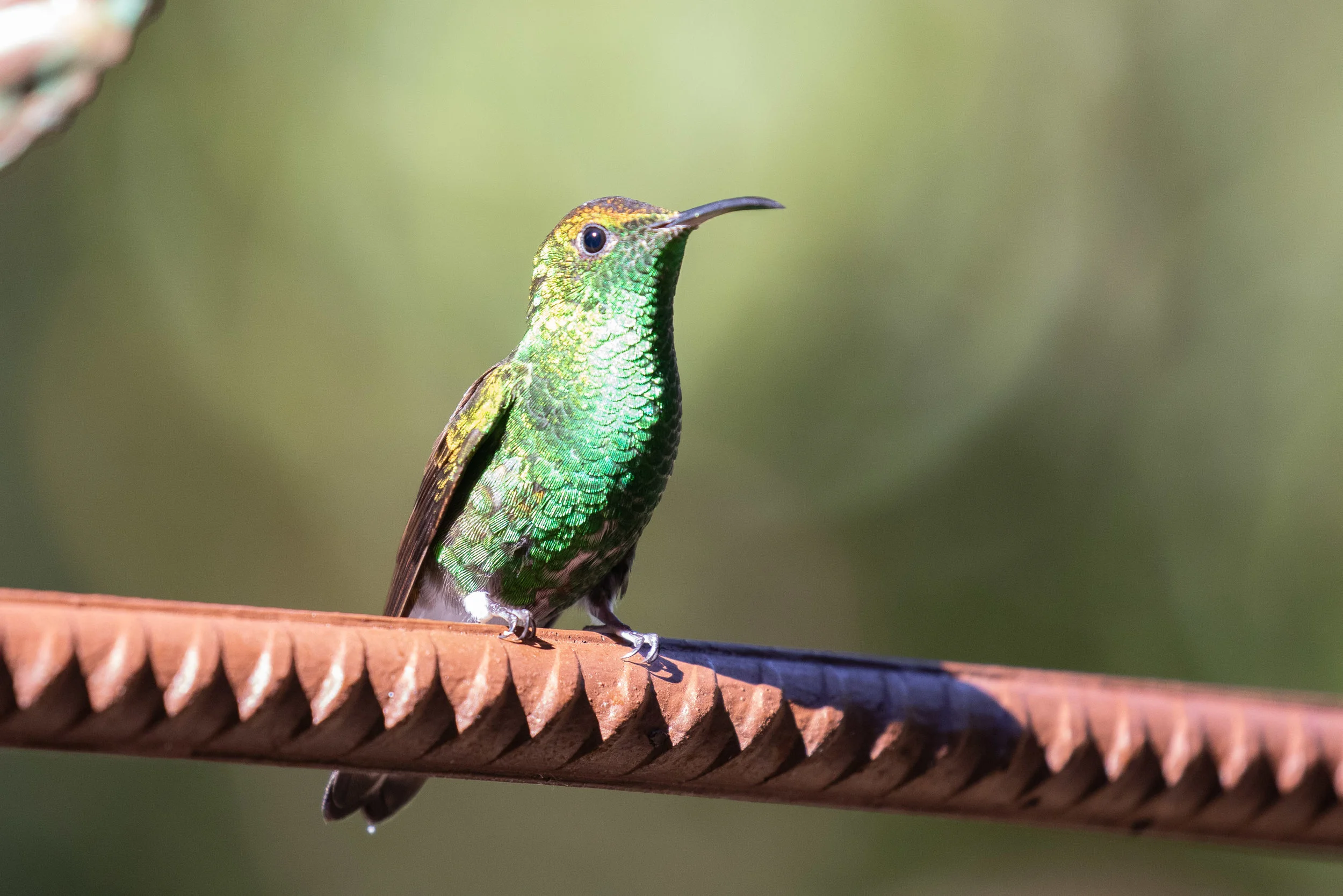 Coppery-headed Hummingbird