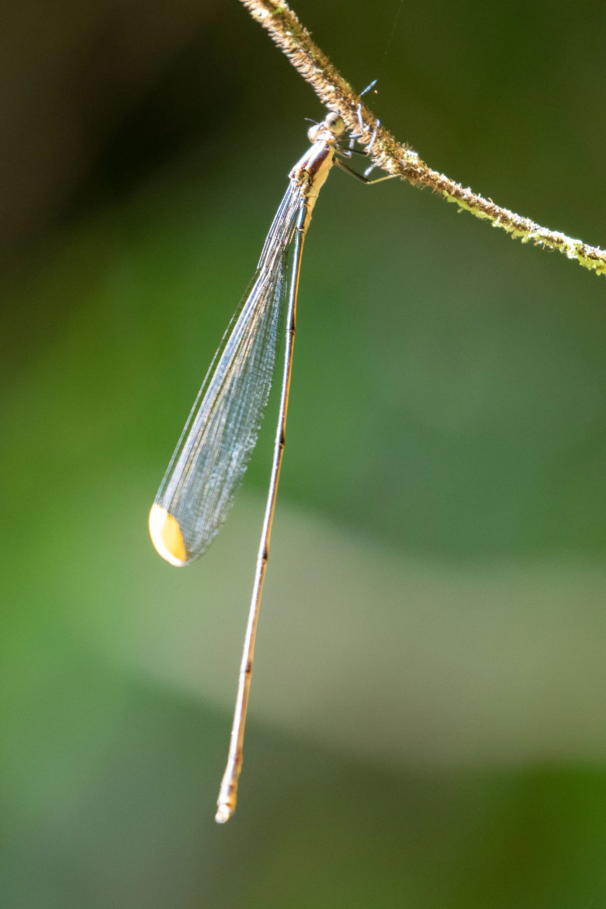 Damselfly