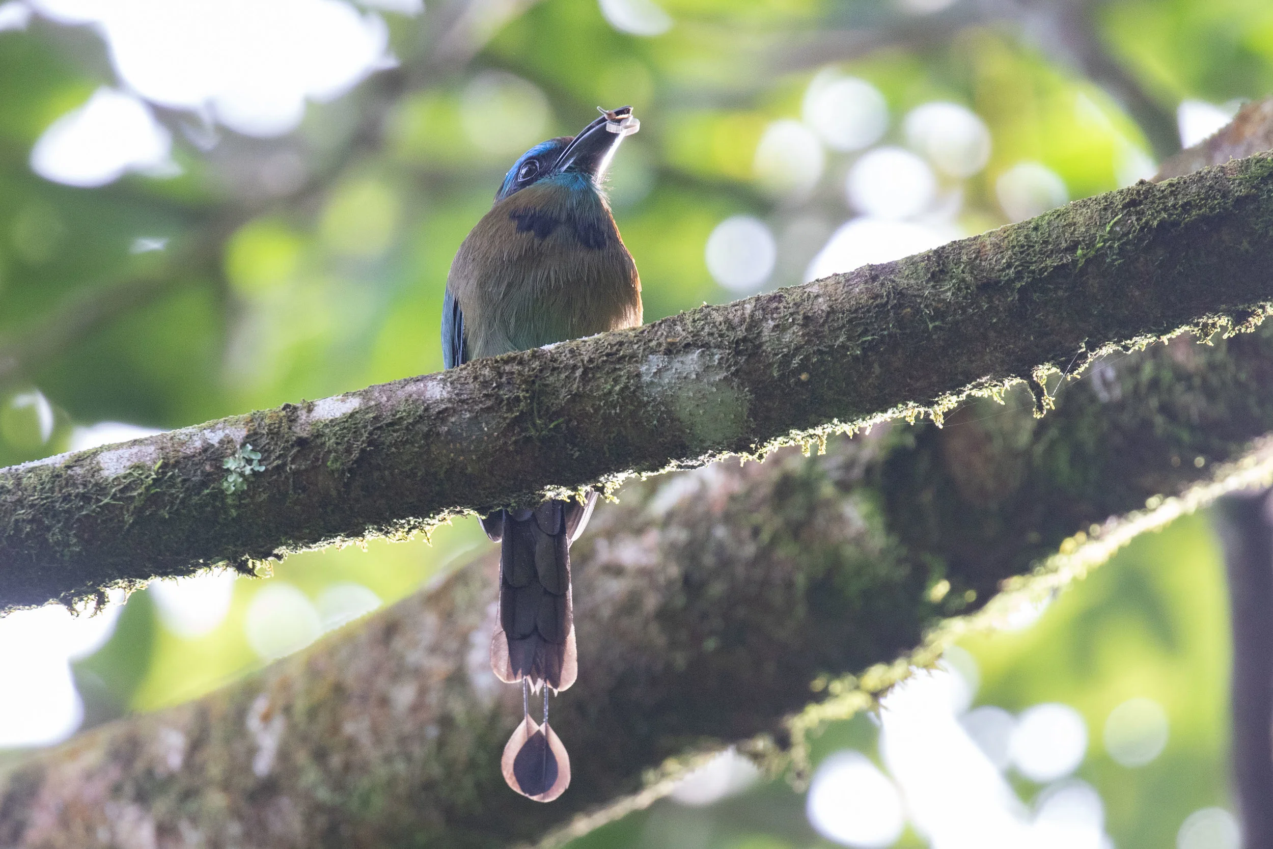 Keel-billed Motmot