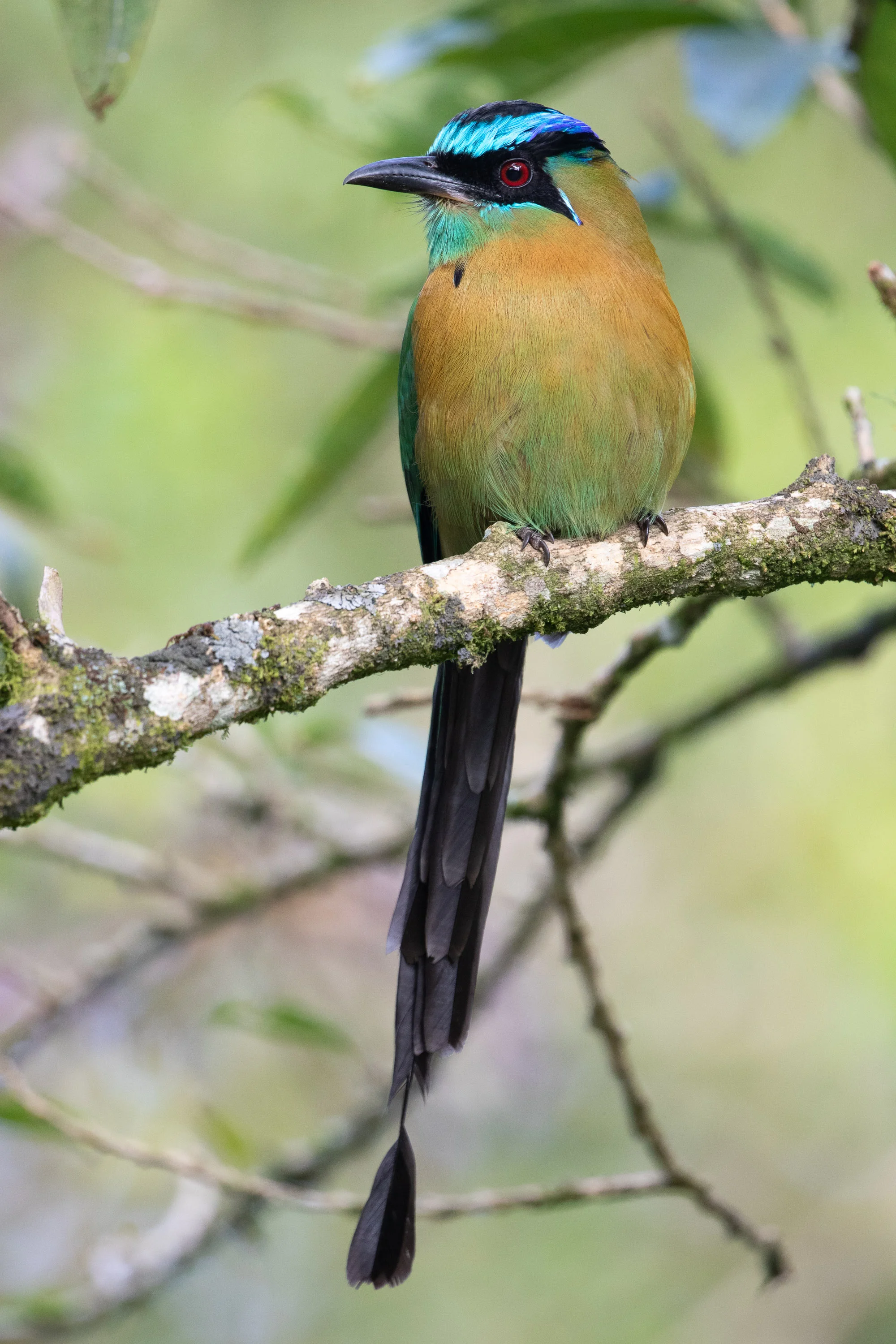 Lesson's Motmot