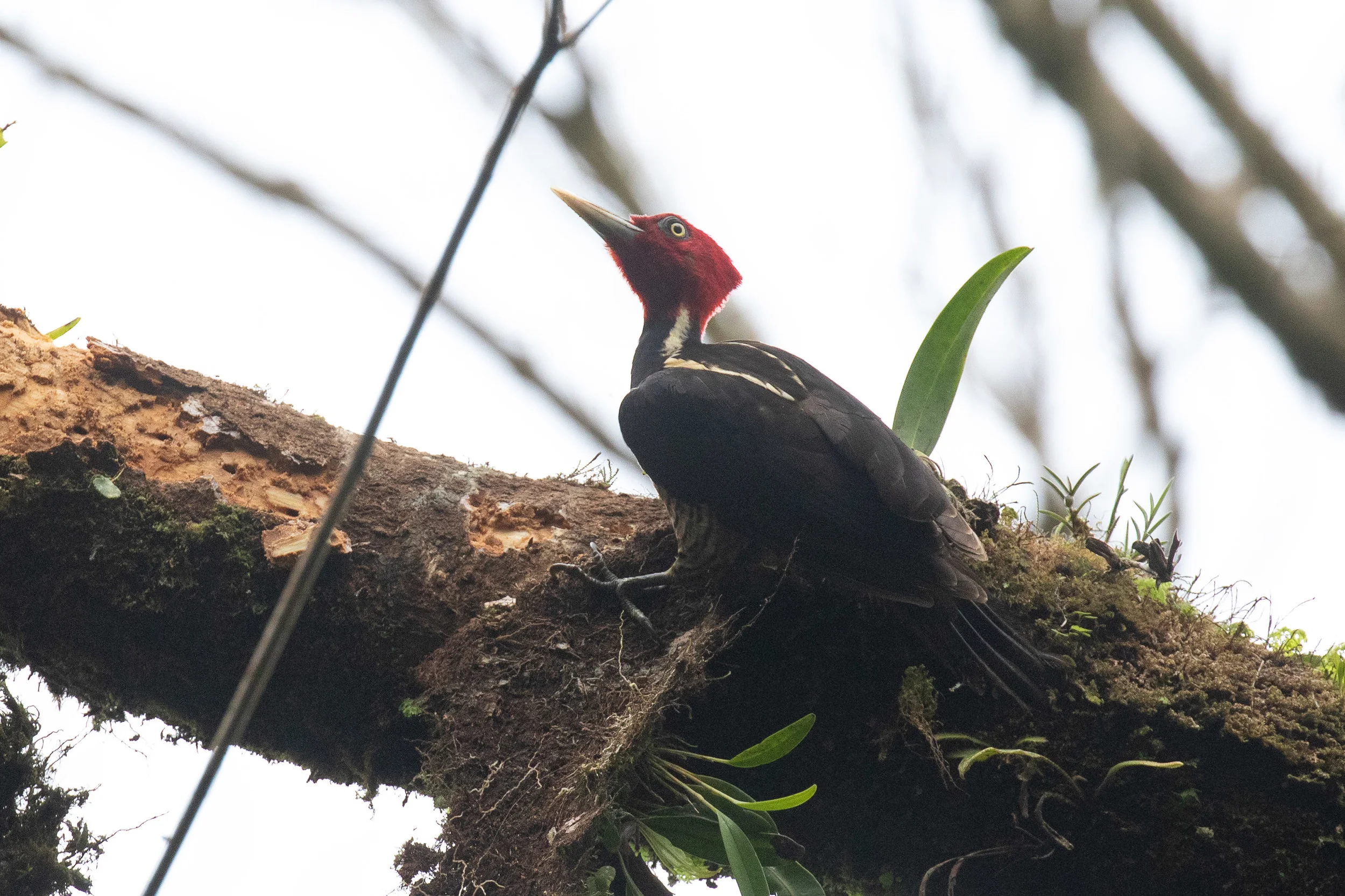 Pale-billed Woodpecker