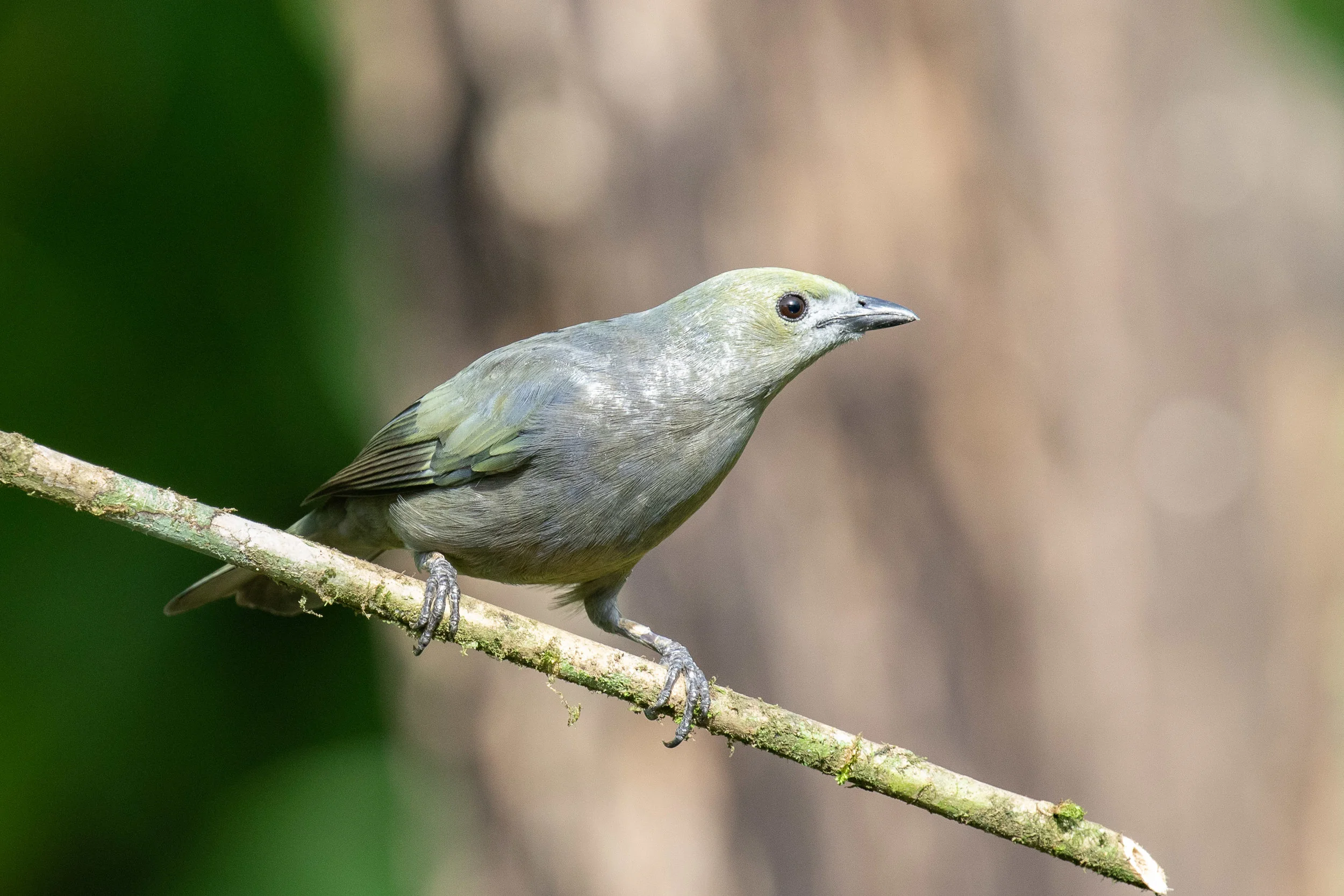 Palm Tanager