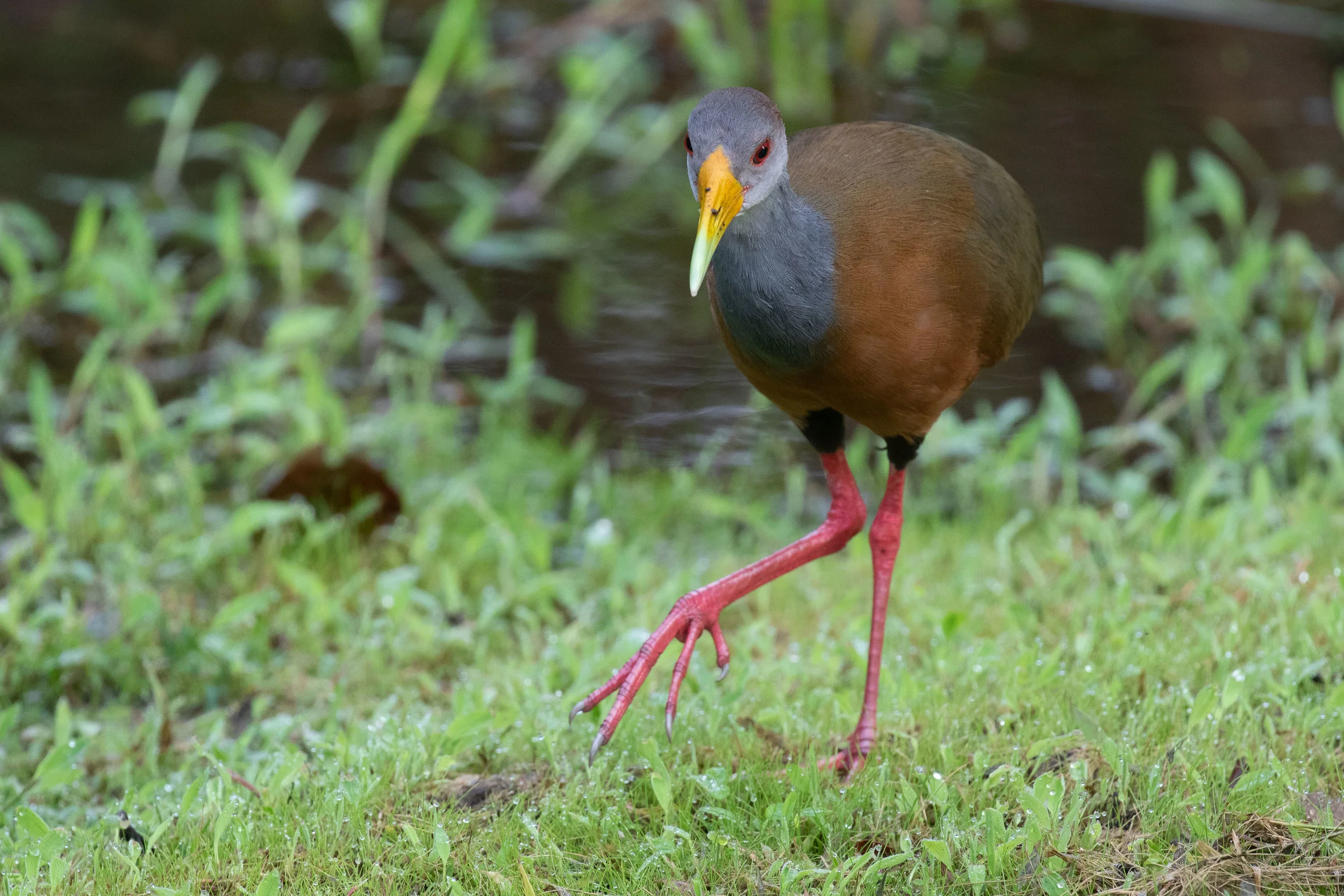 Russet-naped Wood-Rail