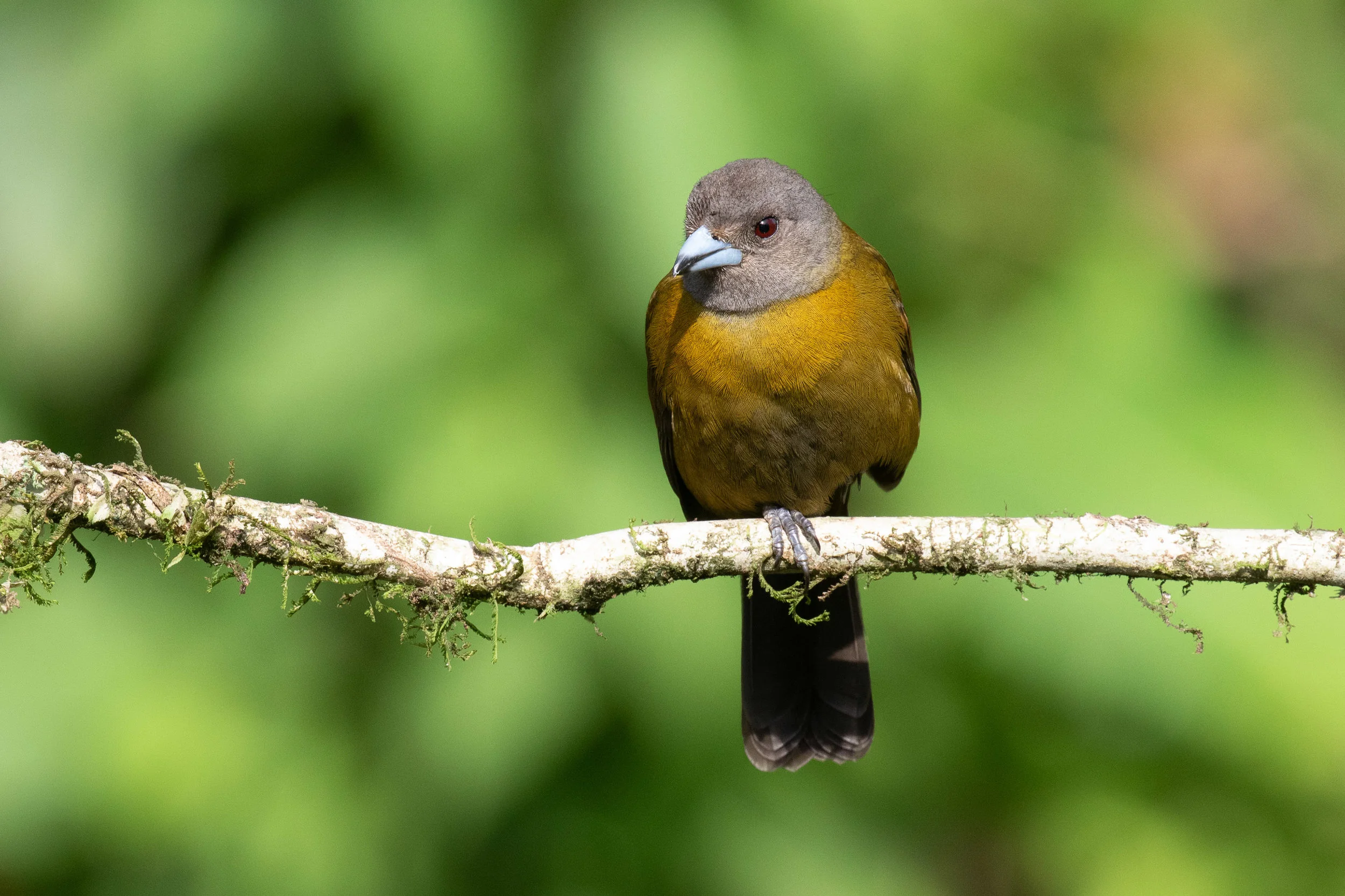 Scarlet-rumped Tanager
