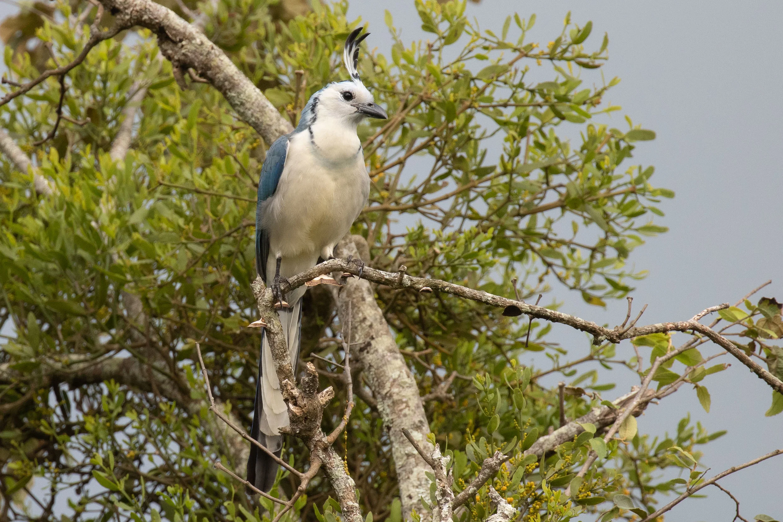 White-throated Magpie Jay