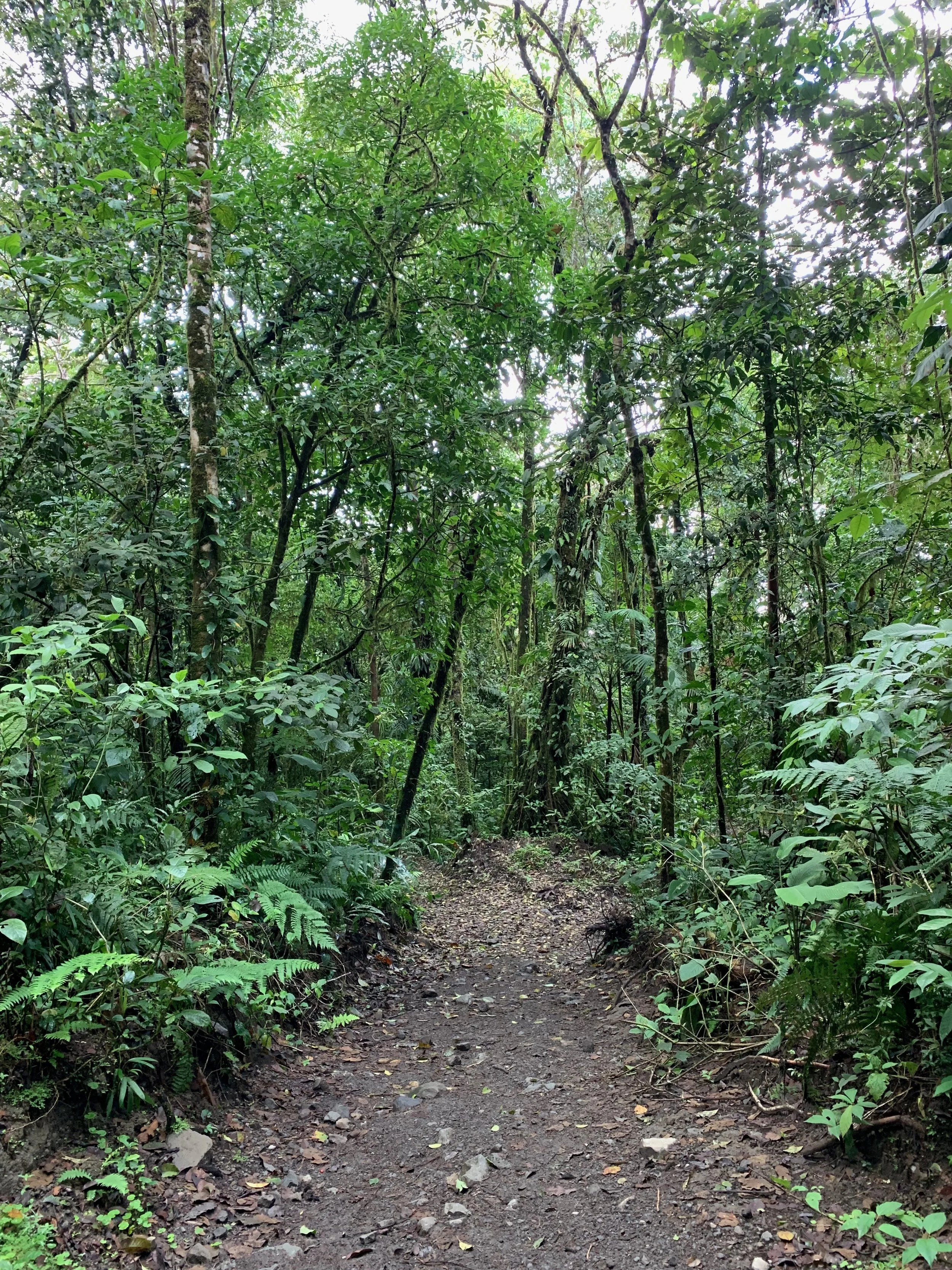 Cloud forest trail