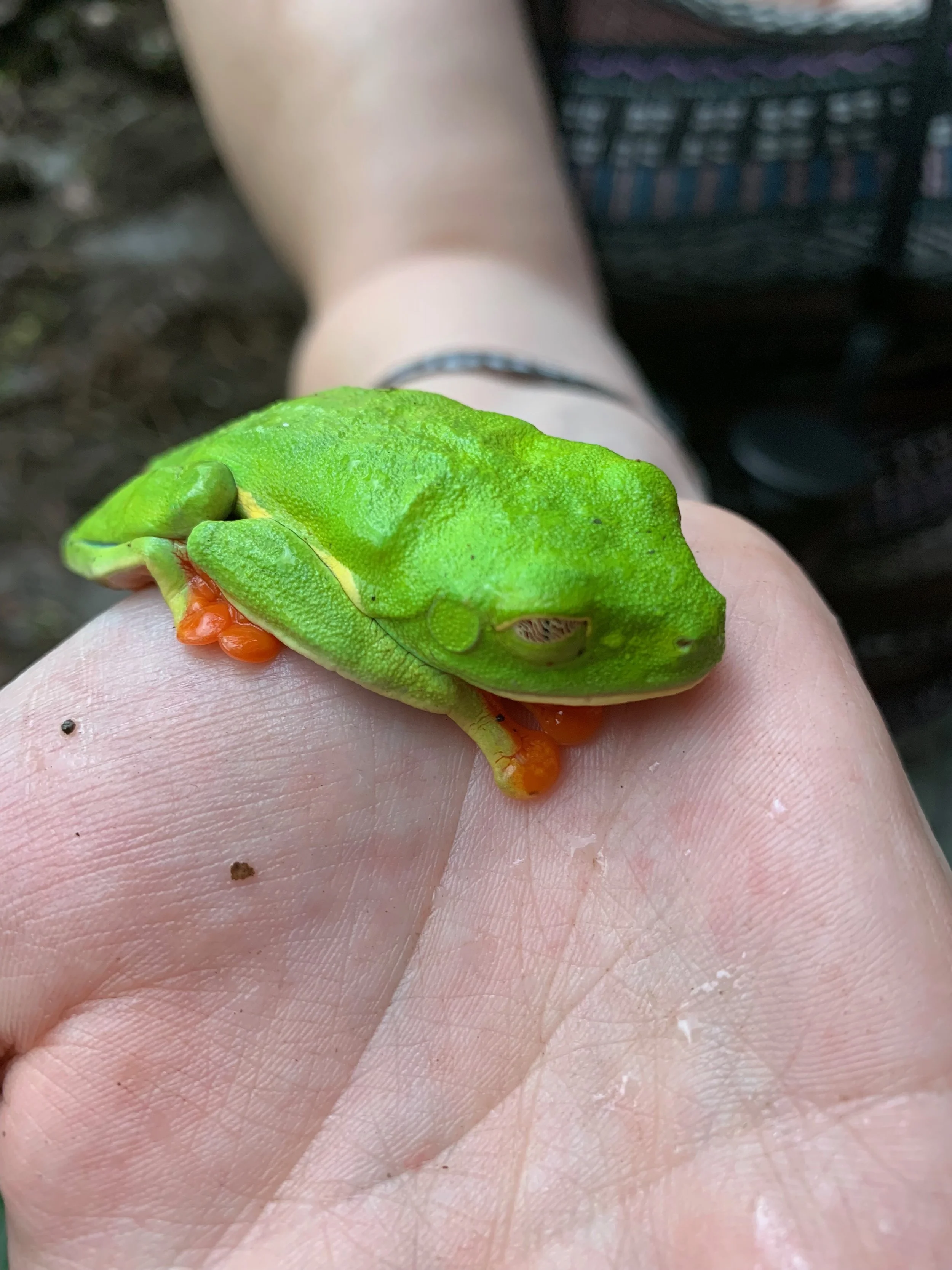 Red-eyed Tree Frog