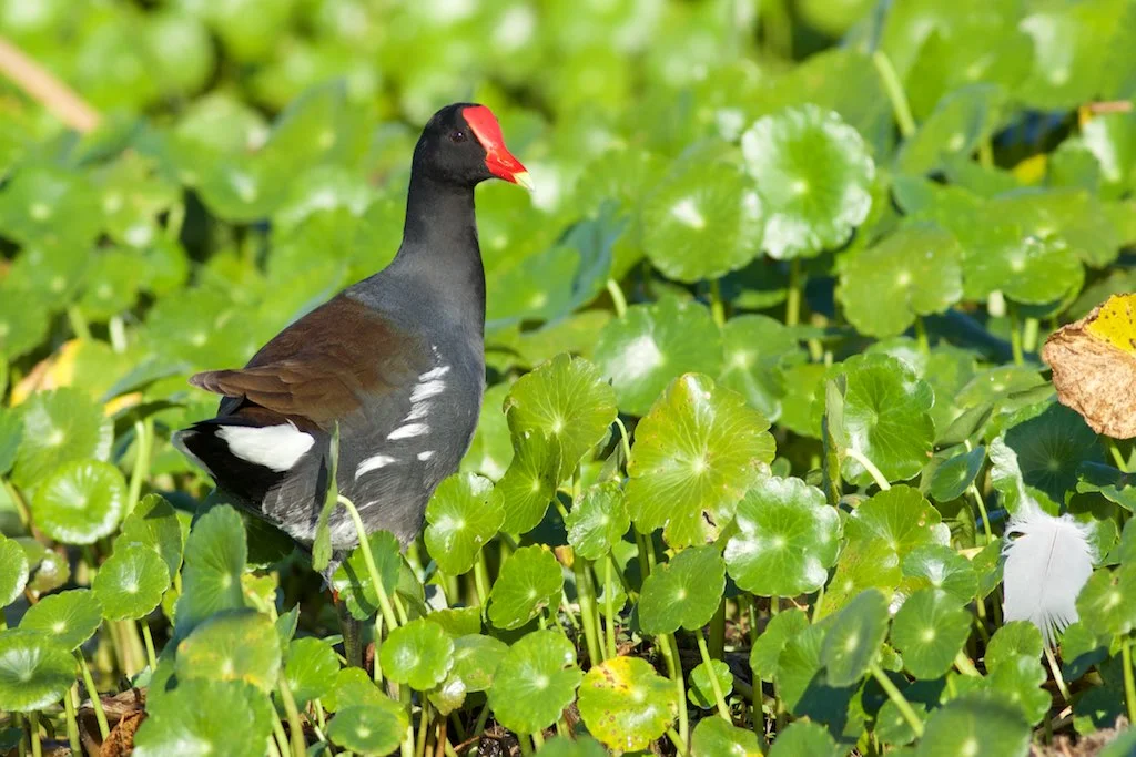 Common Gallinule