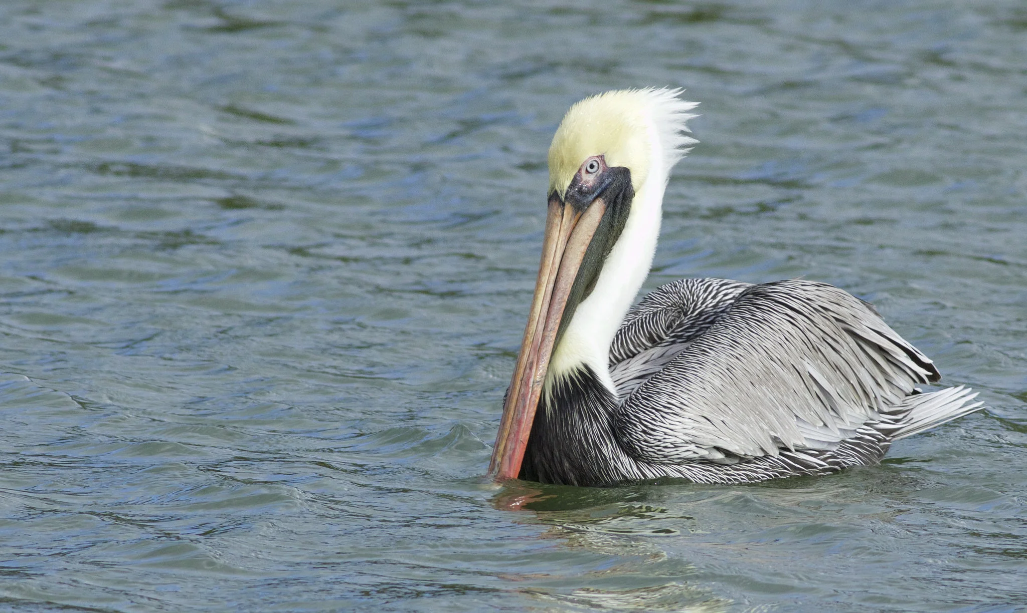 Brown Pelican