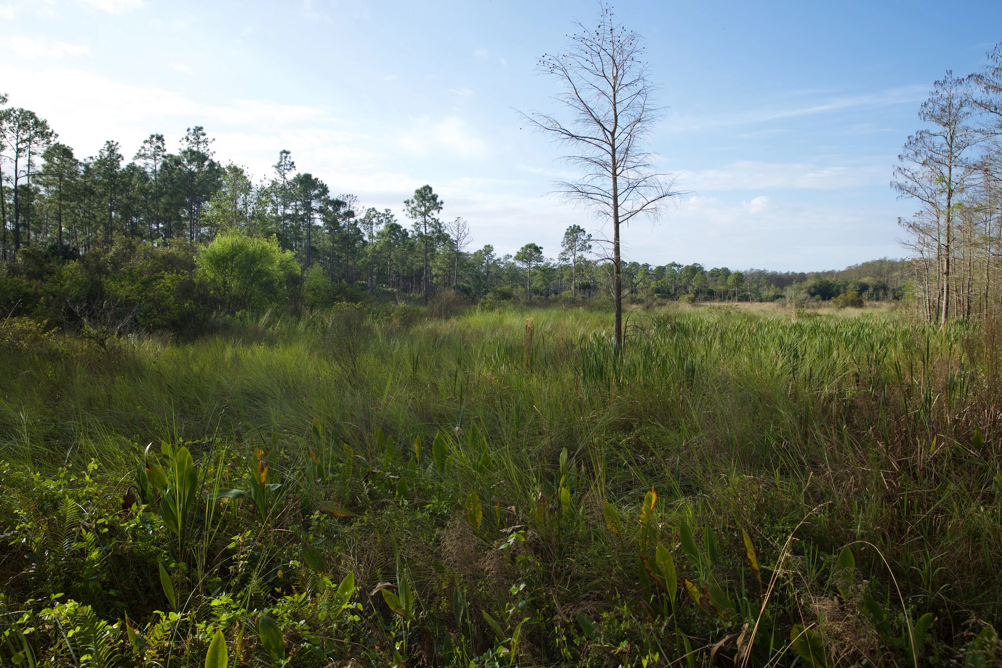 Corkscrew Swamp Habitat