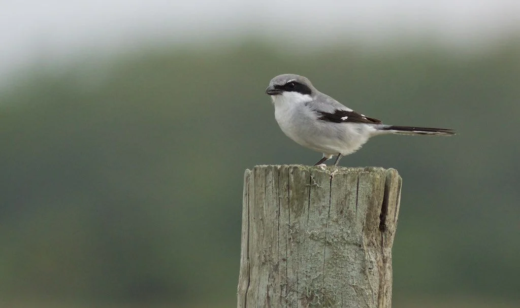 Loggerhead Shrike