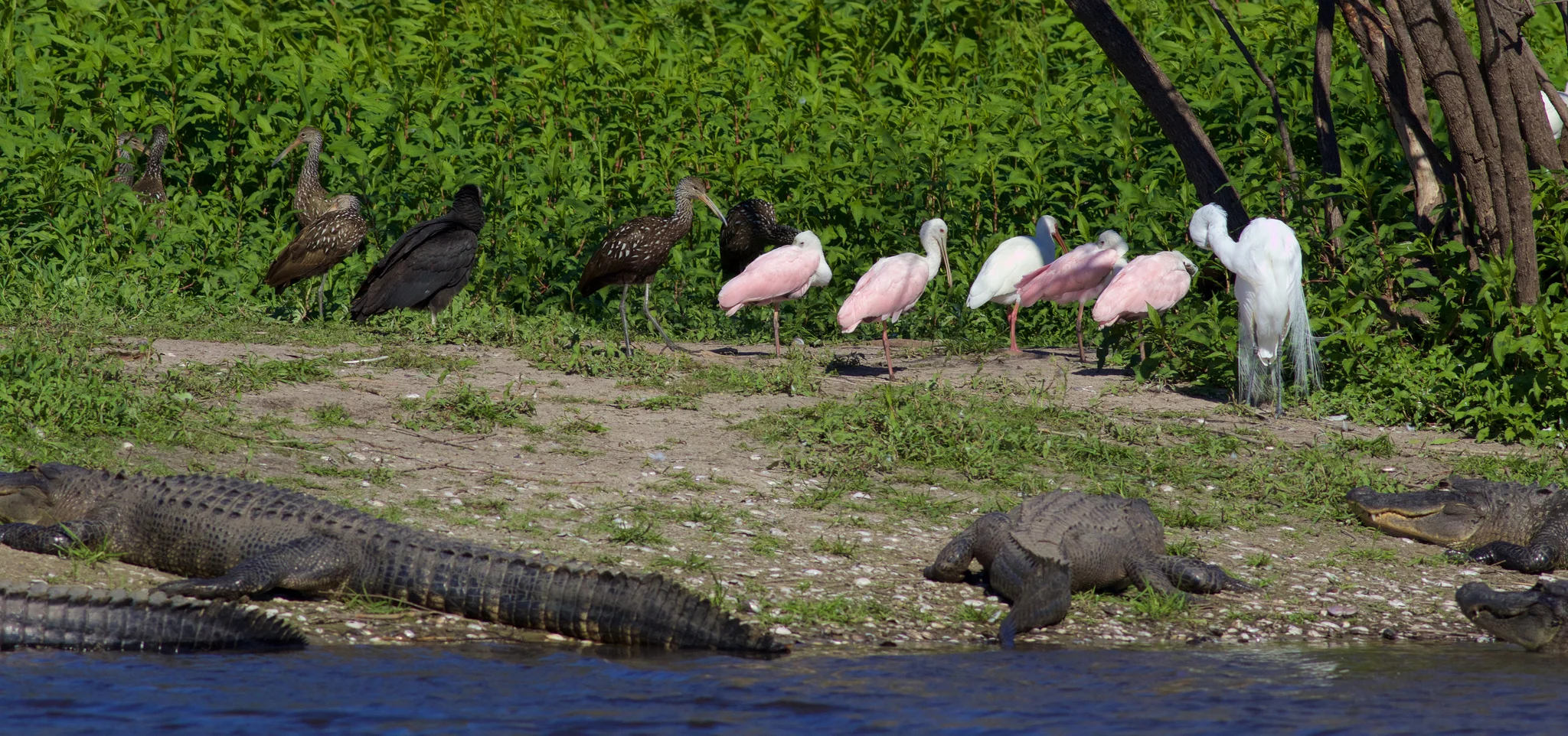 Black Vultures, Limpkins, Roseate Spoonbills, Great Egret, and American Alligators