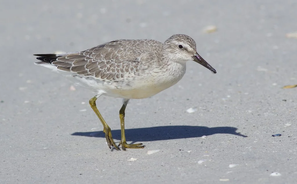 Red Knot