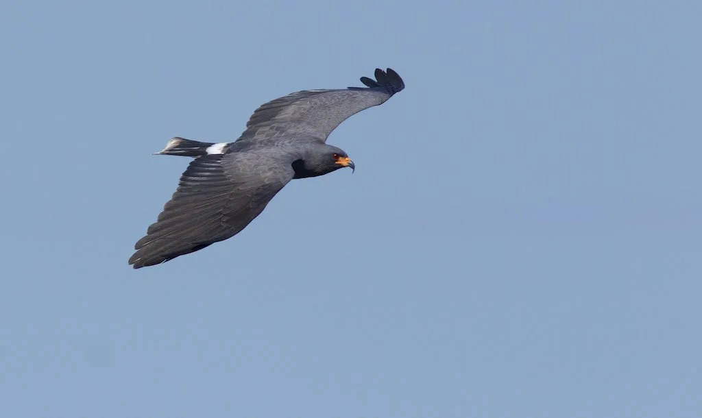 Snail Kite