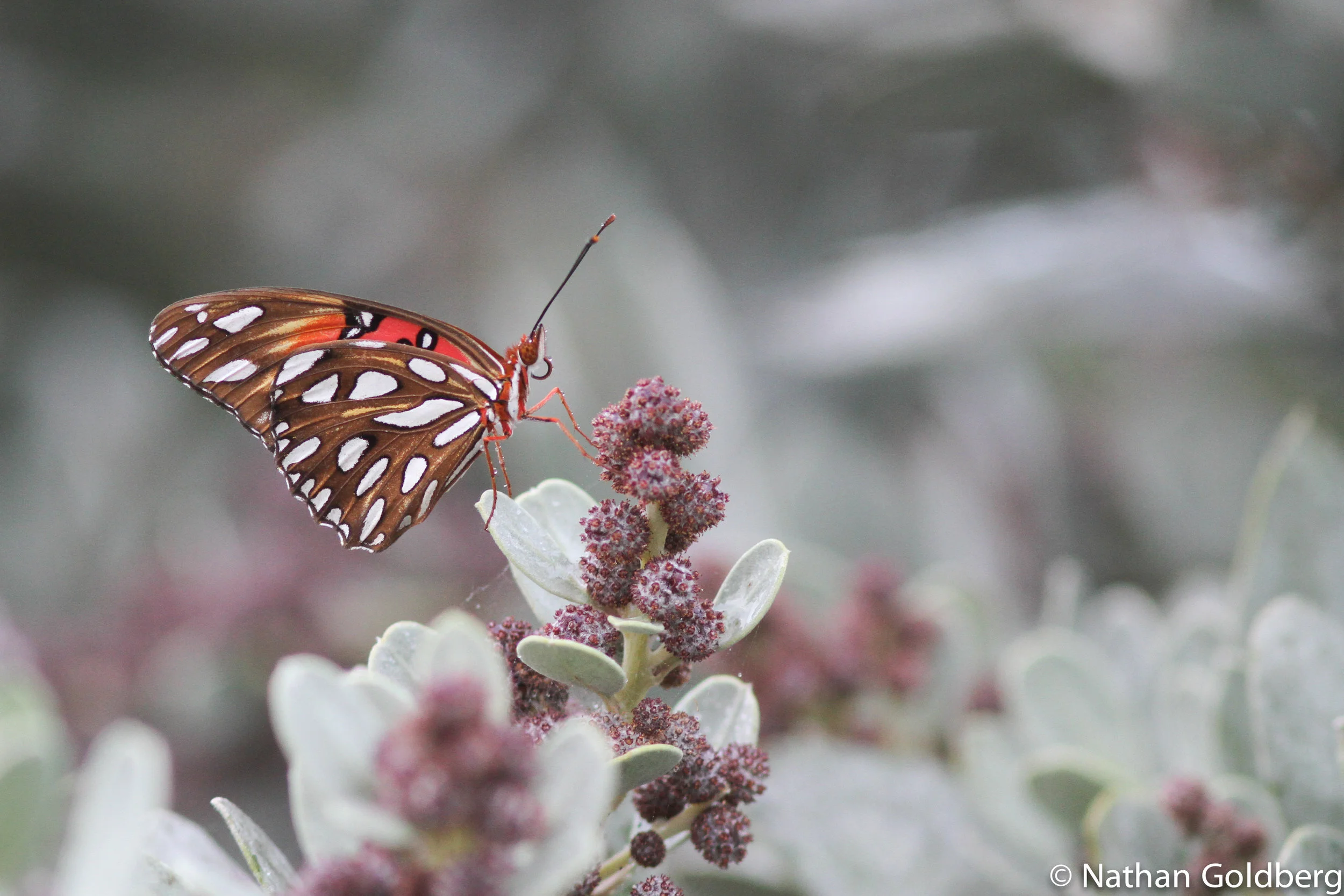 Gulf Fritillary