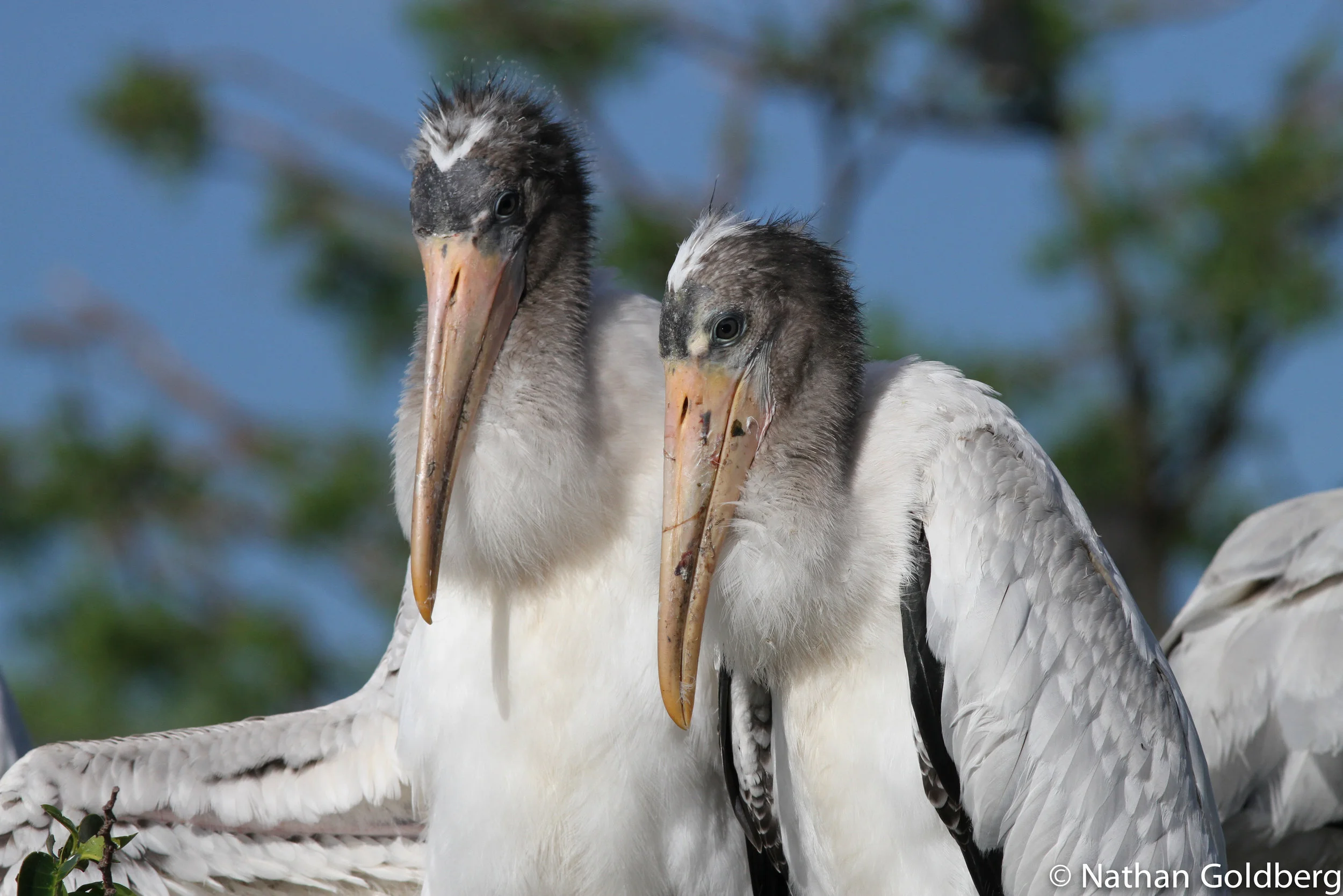 Wood Storks