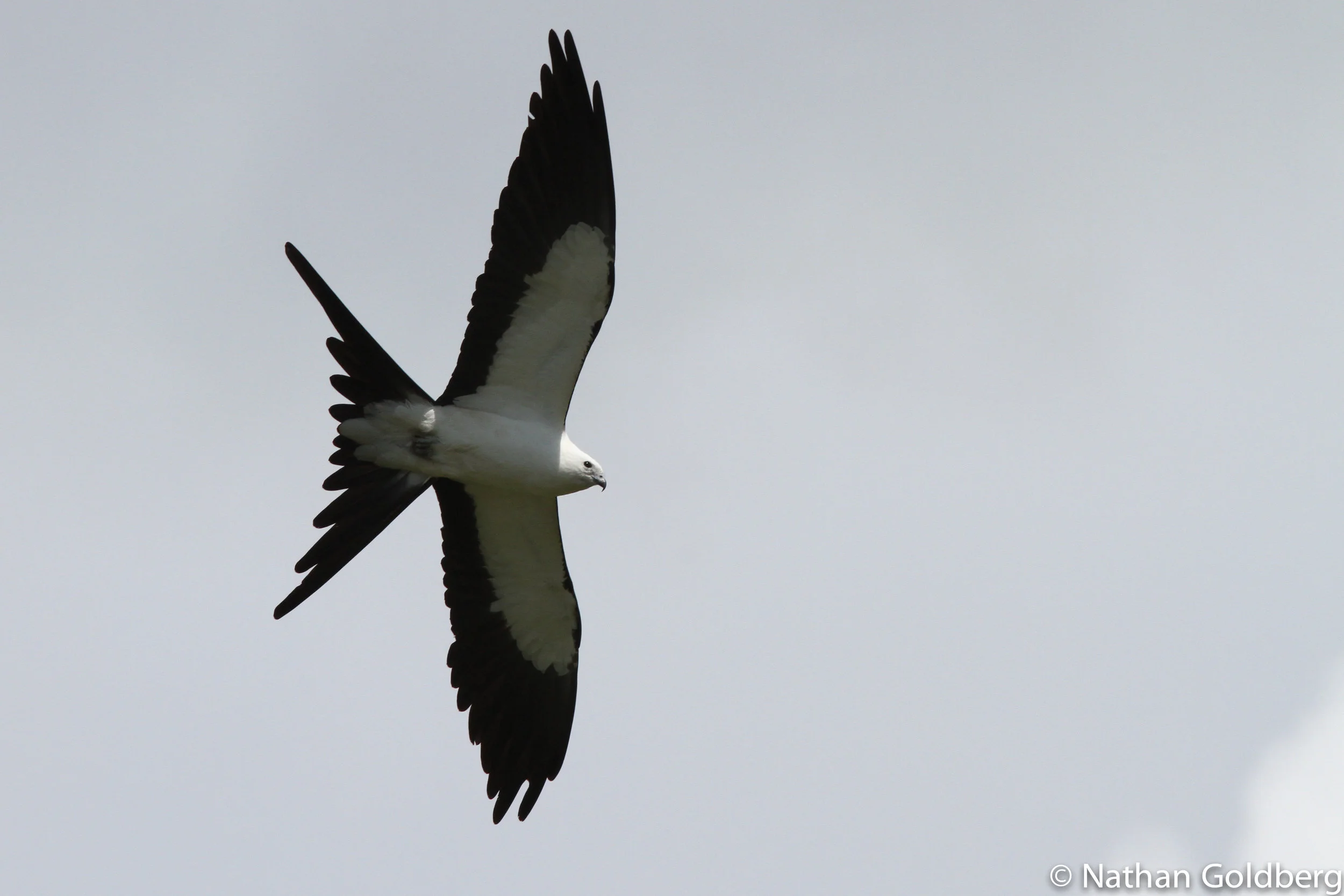 Swallow-tailed Kite