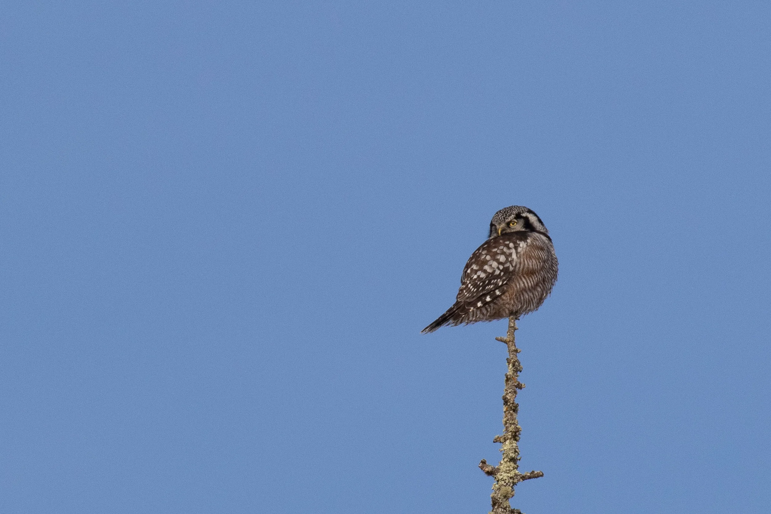 Northern Hawk Owl
