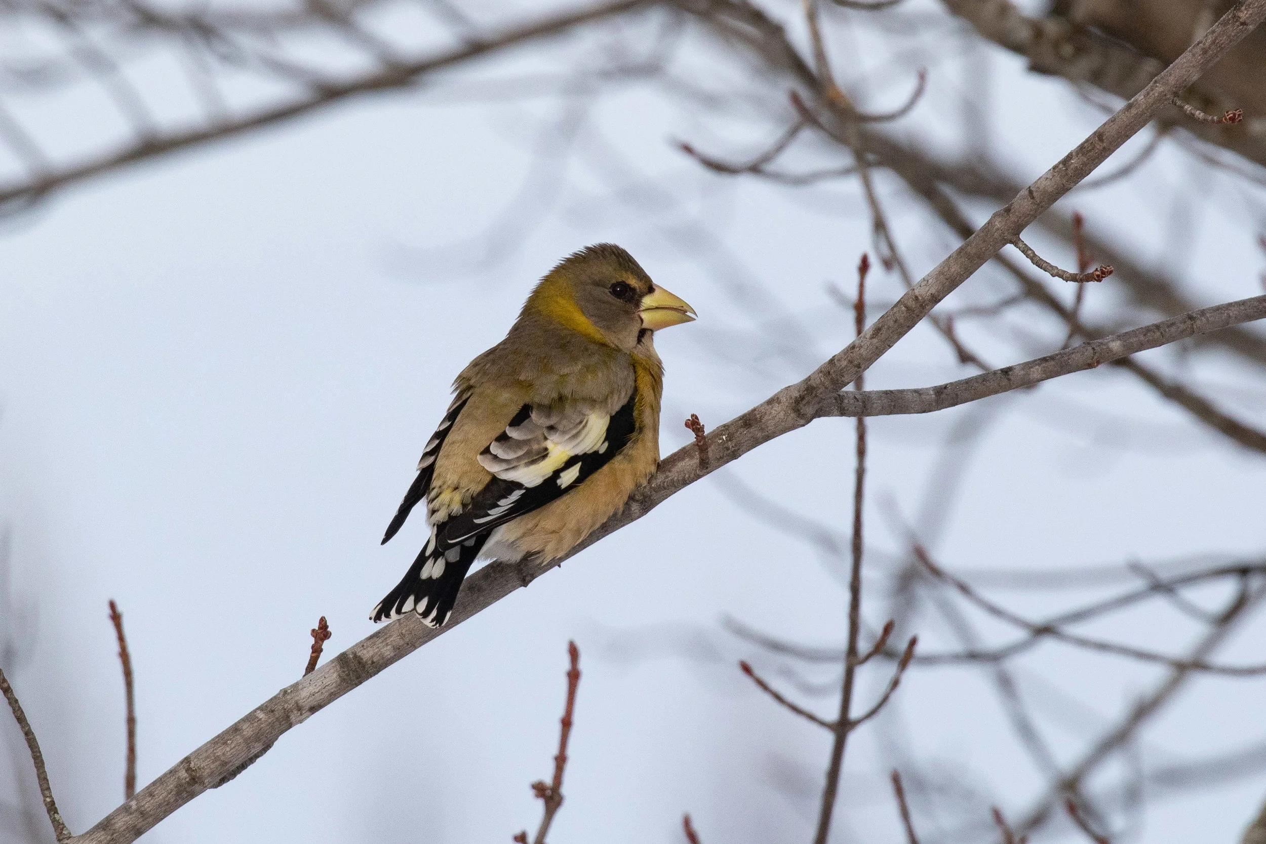 Evening Grosbeak
