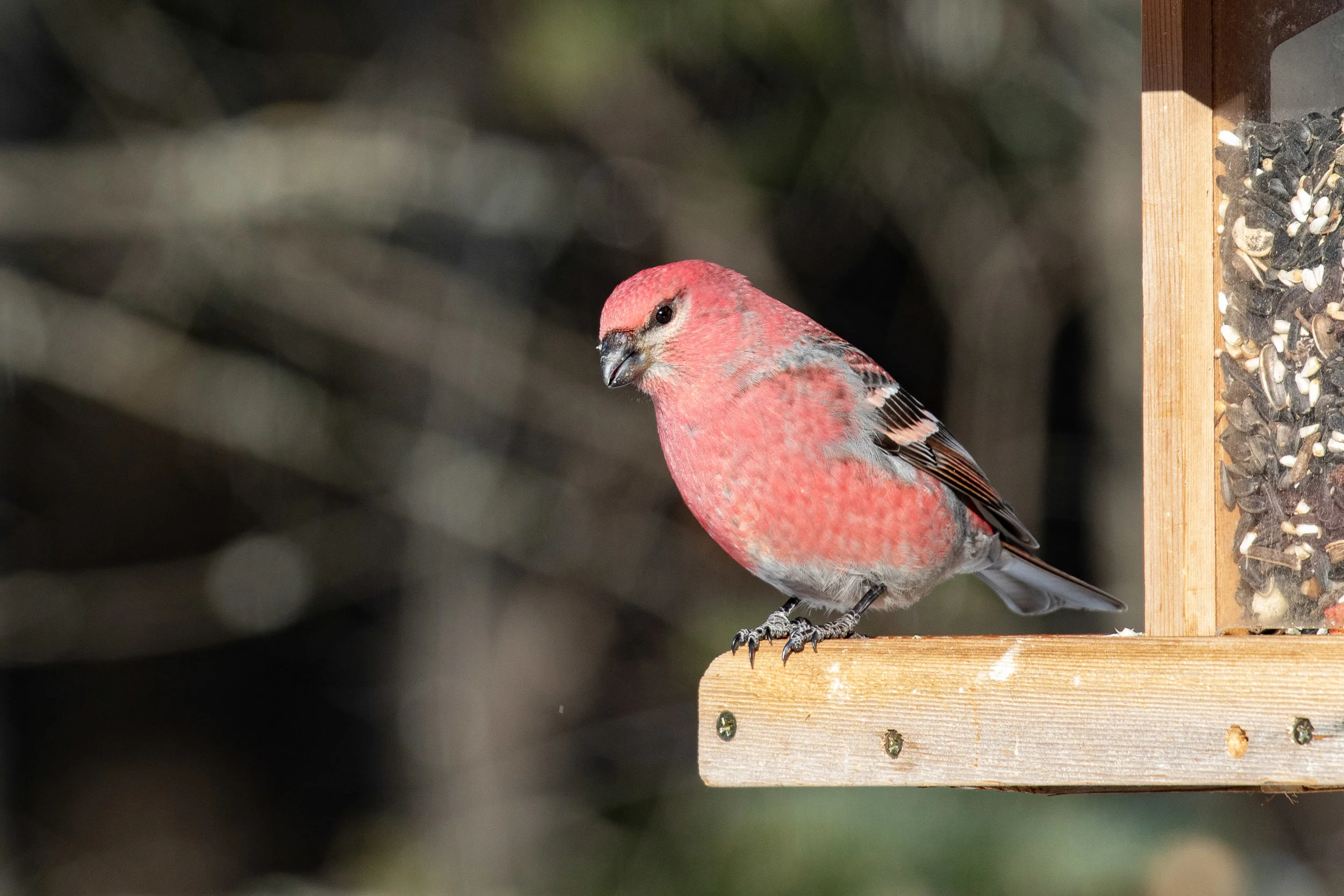 Pine Grosbeak