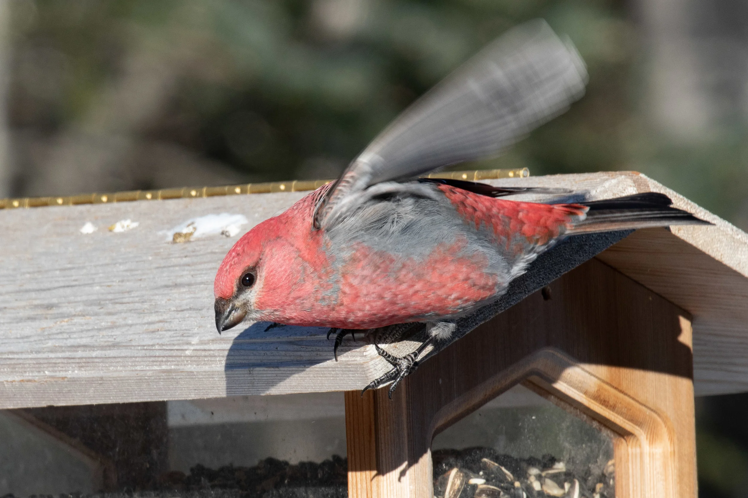Pine Grosbeak