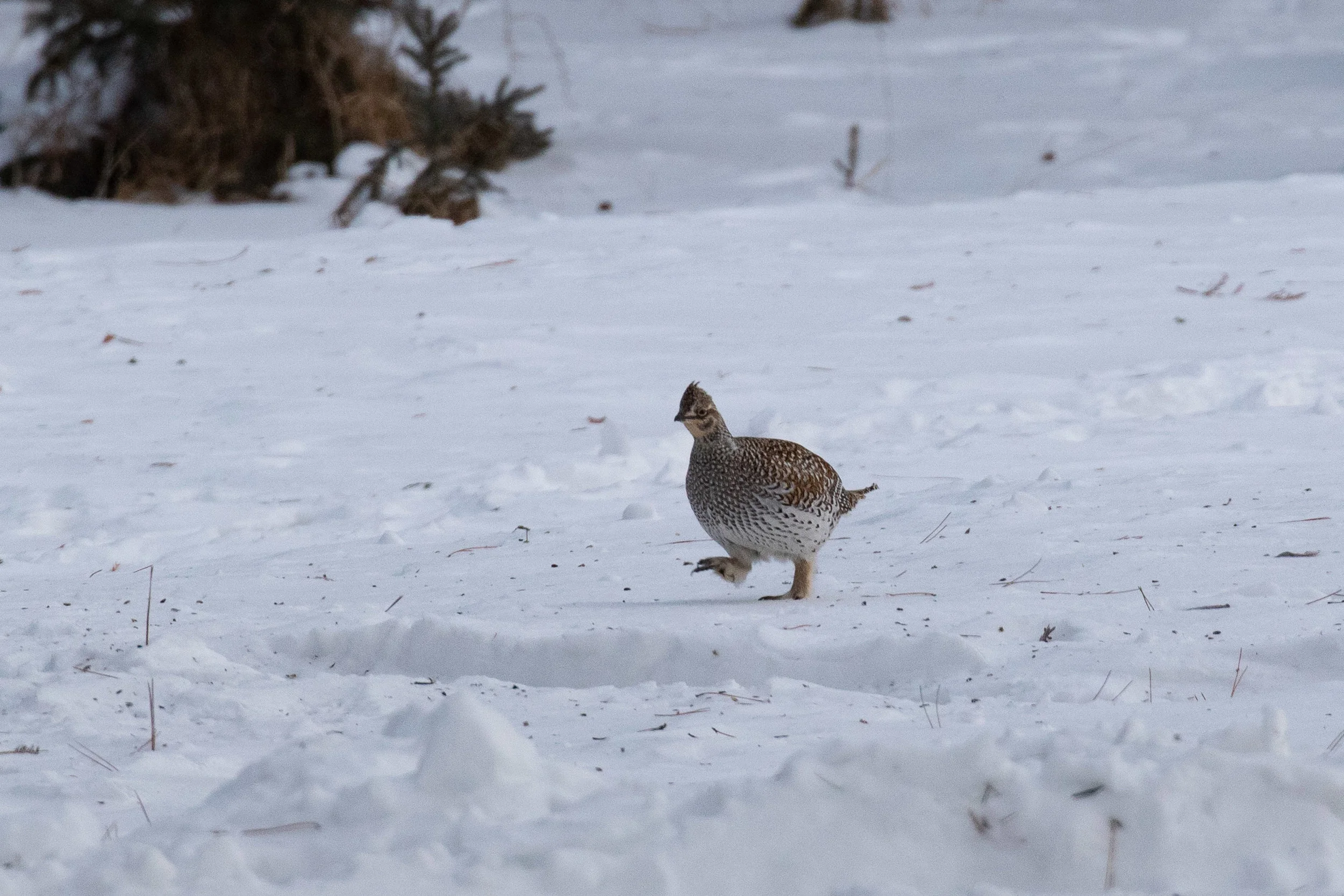 Sharp-tailed Grouse
