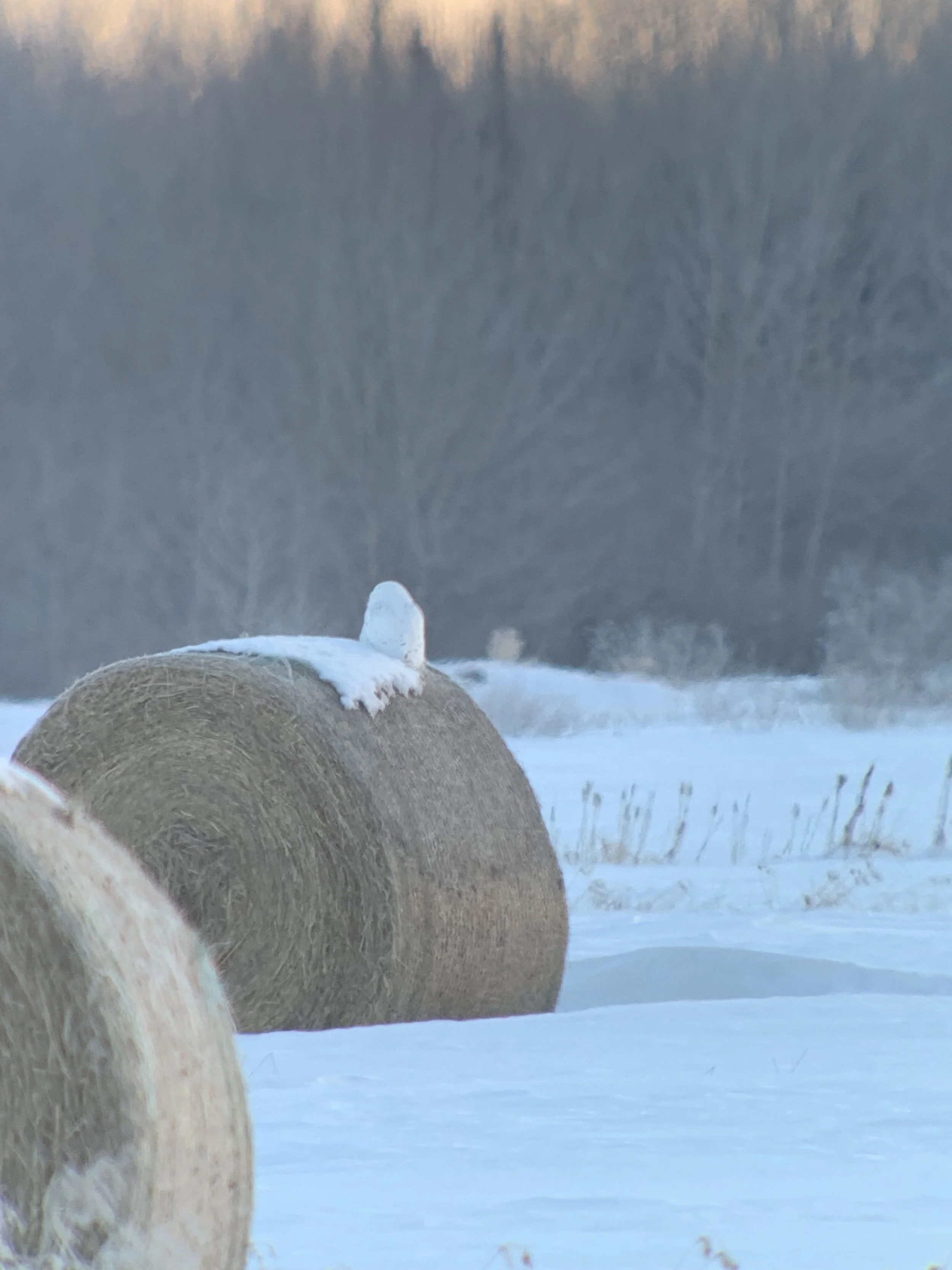 Snowy Owl