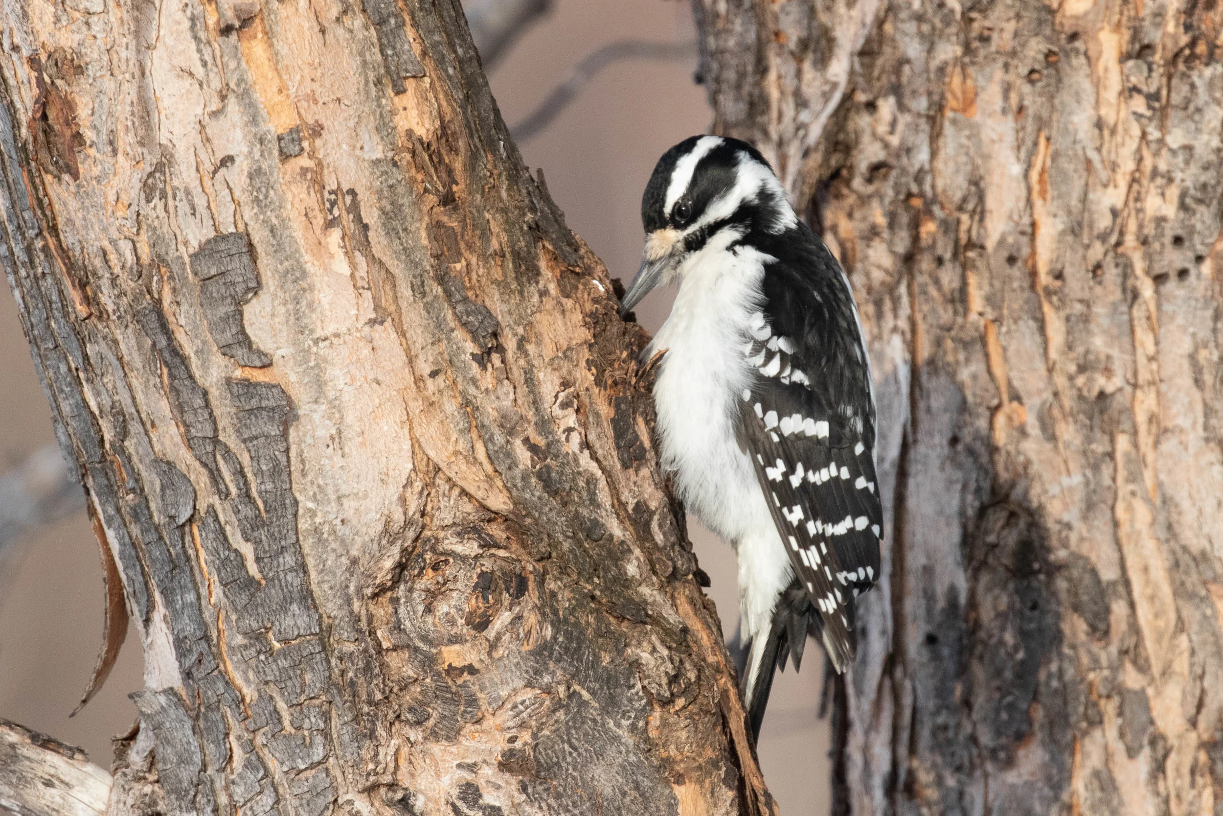 Hairy Woodpecker