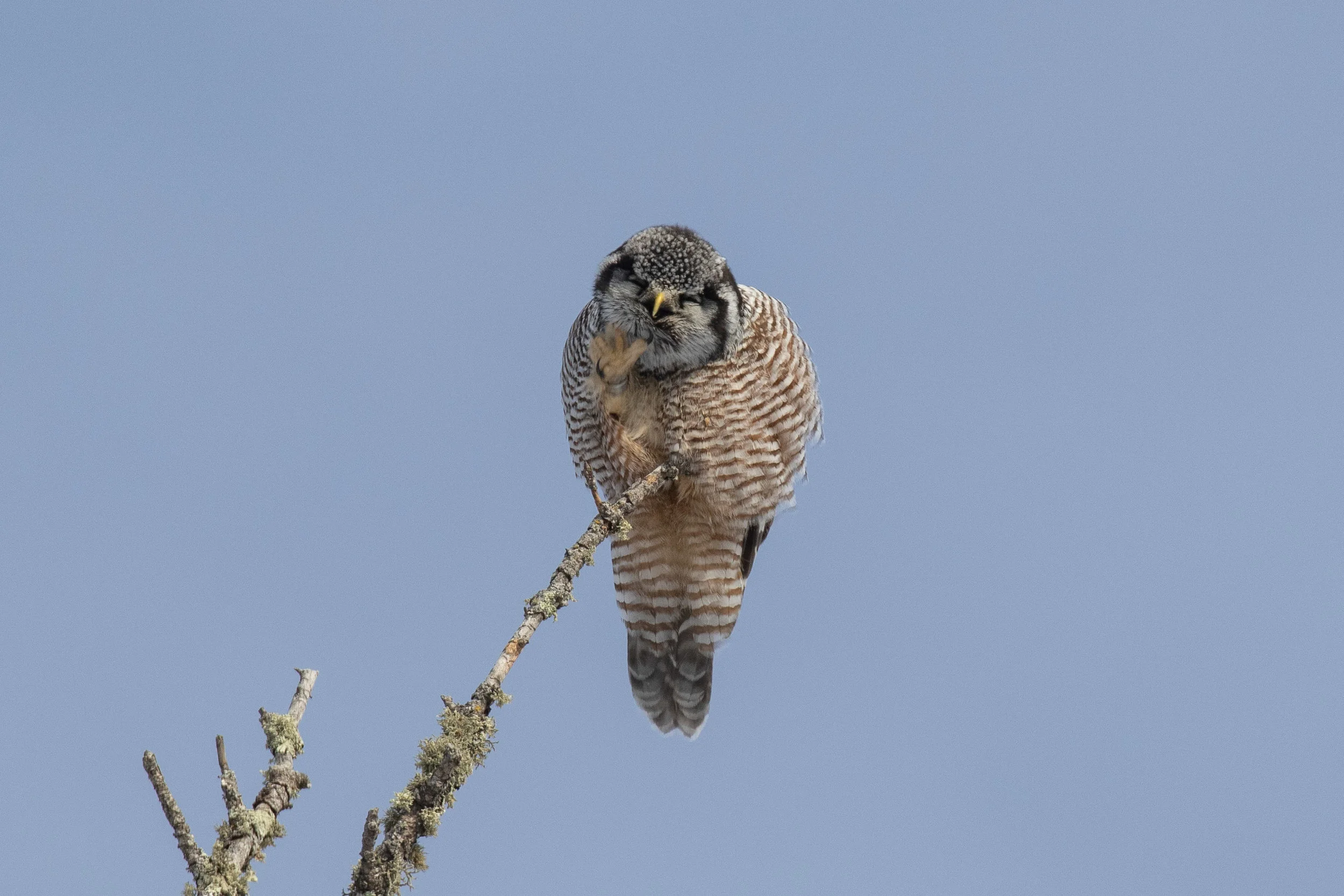 Northern Hawk Owl