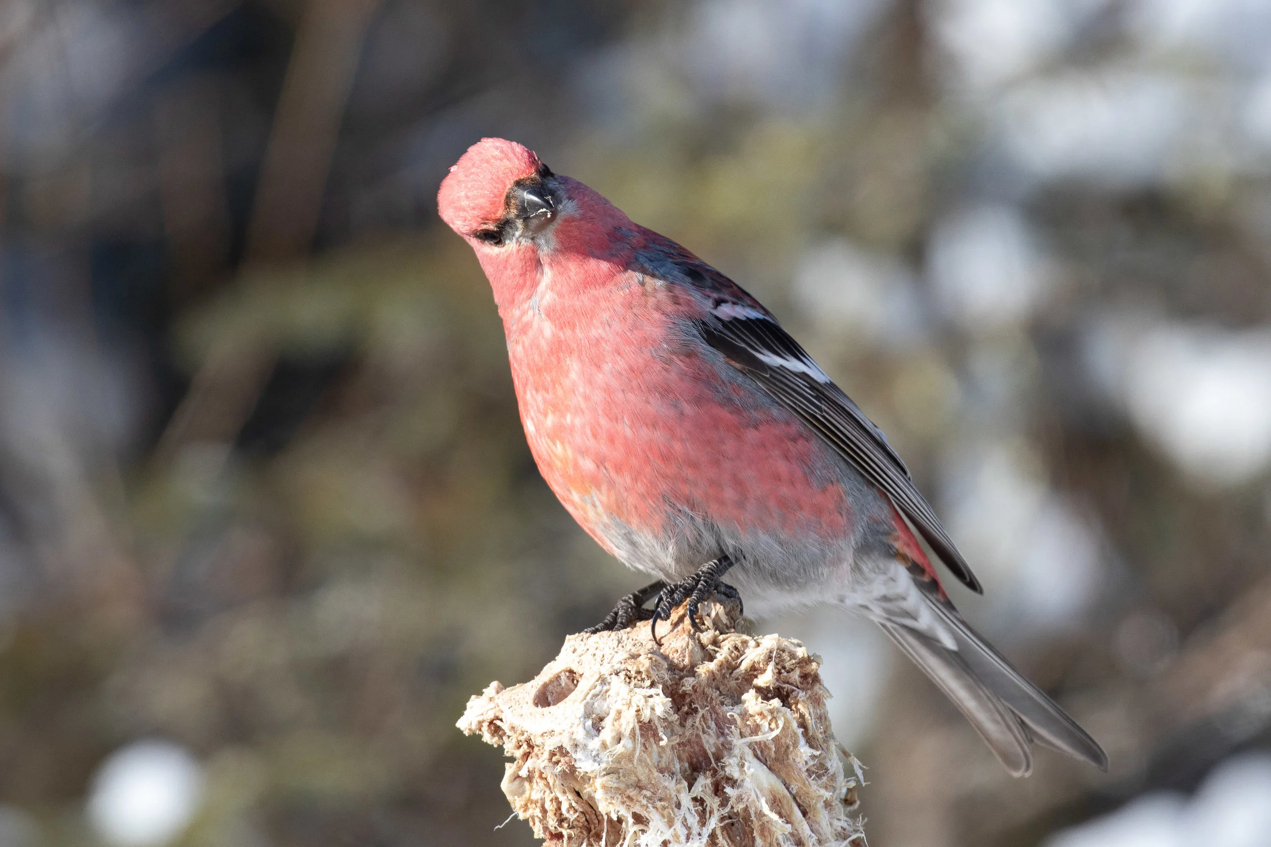 Pine Grosbeak