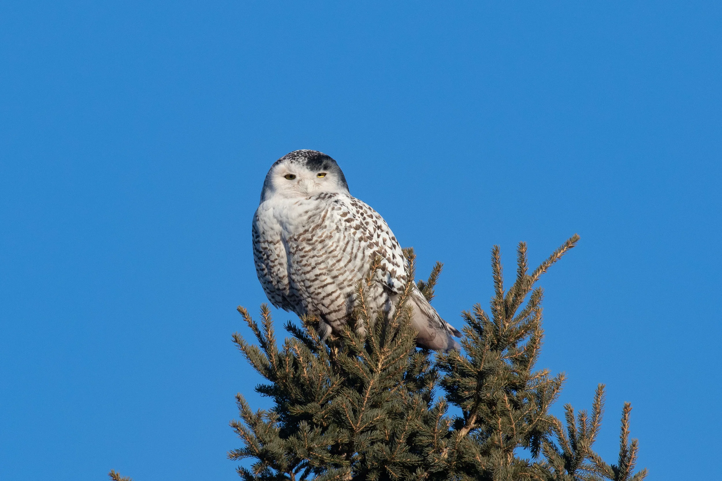 Snowy Owl