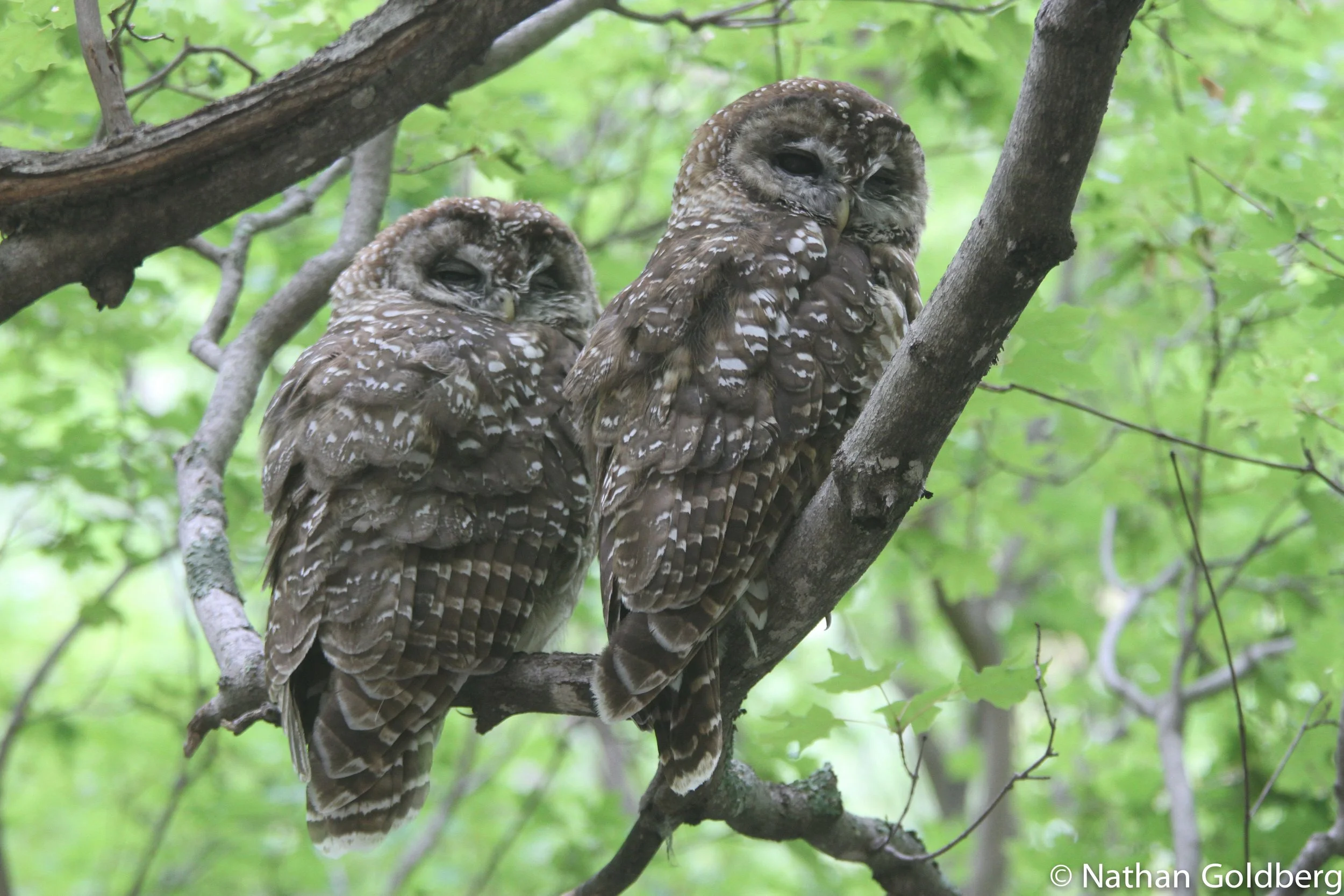 Spotted Owl