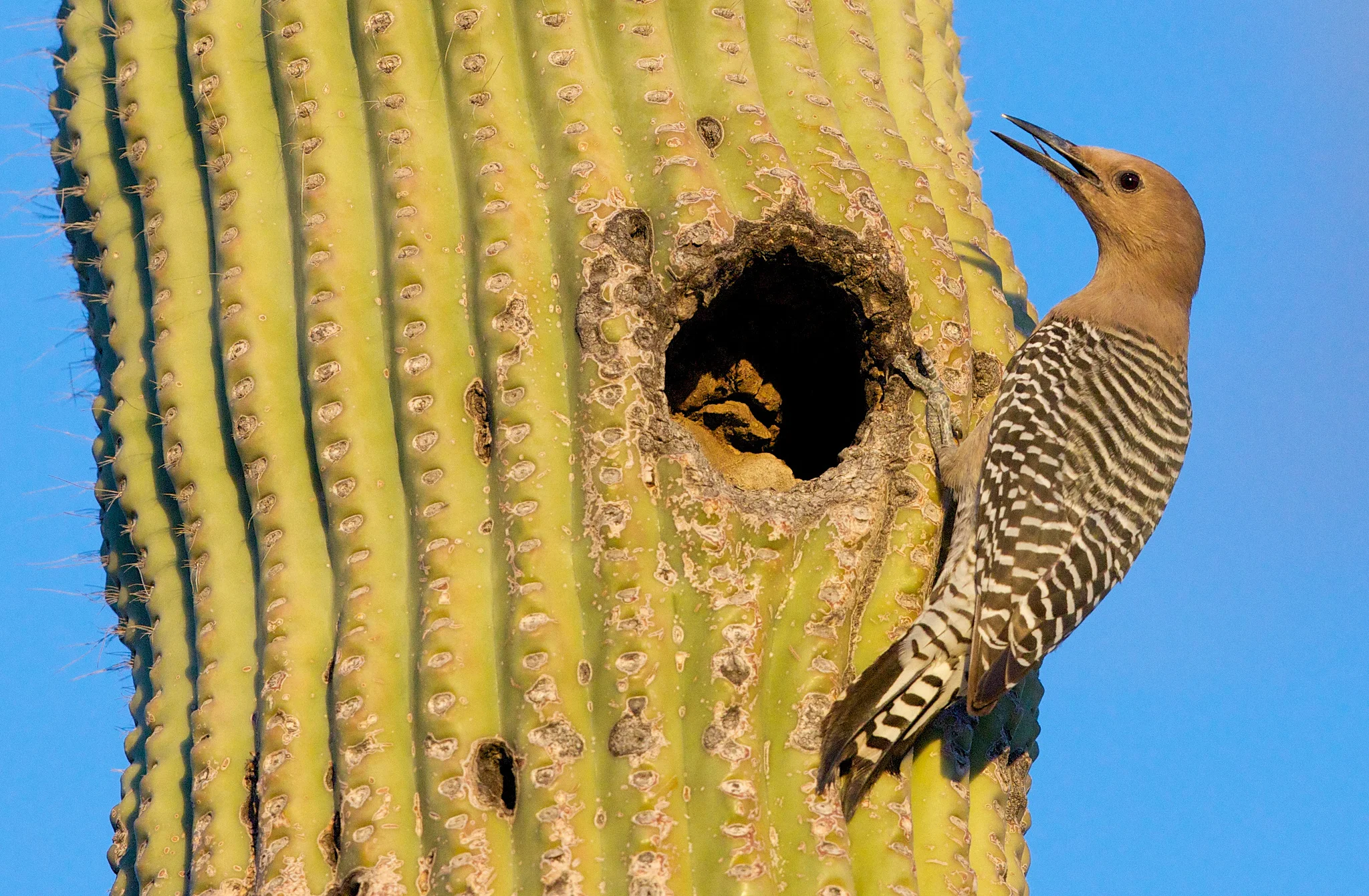 Gila Woodpecker