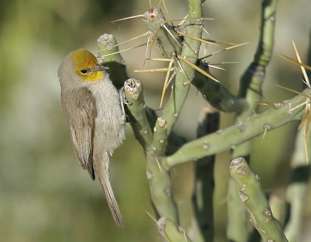 Verdin