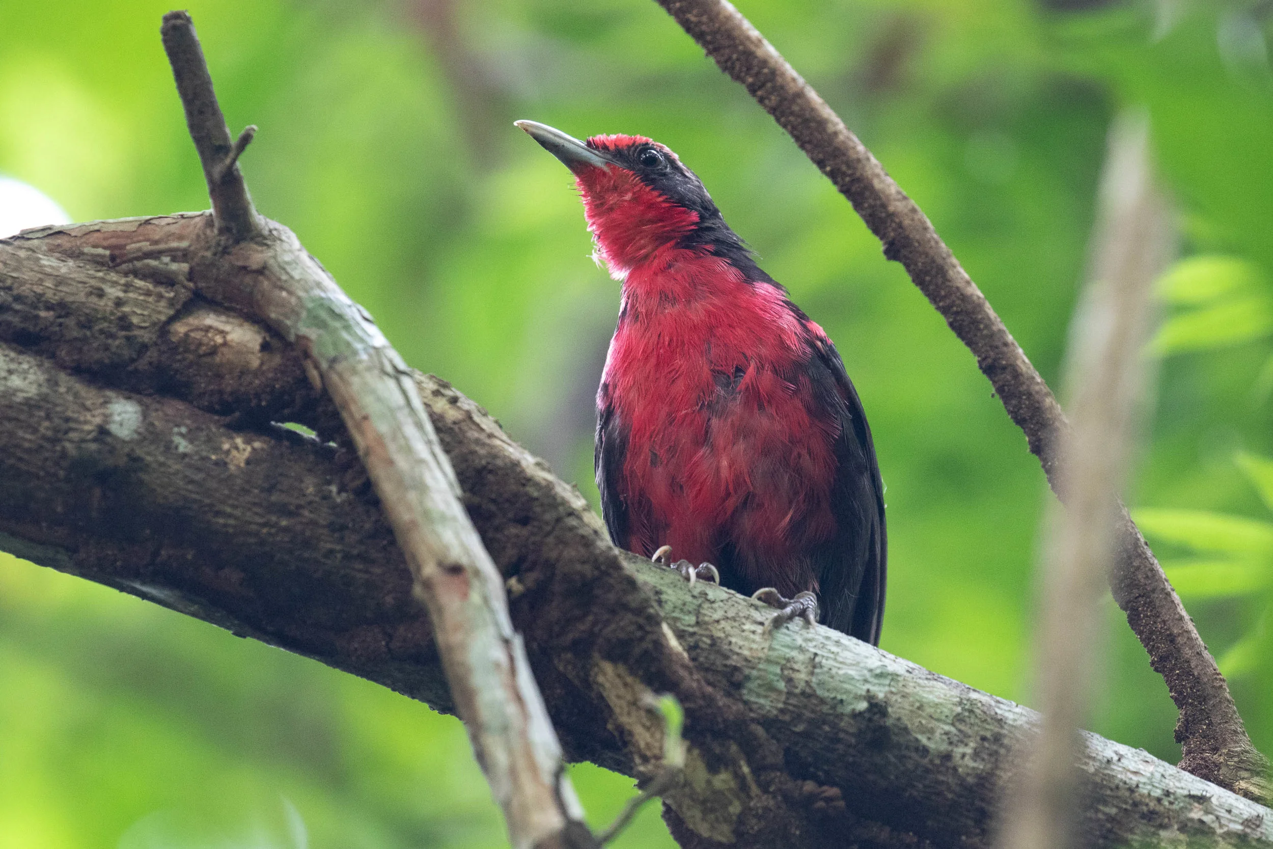 Rosy Thrush-Tanager