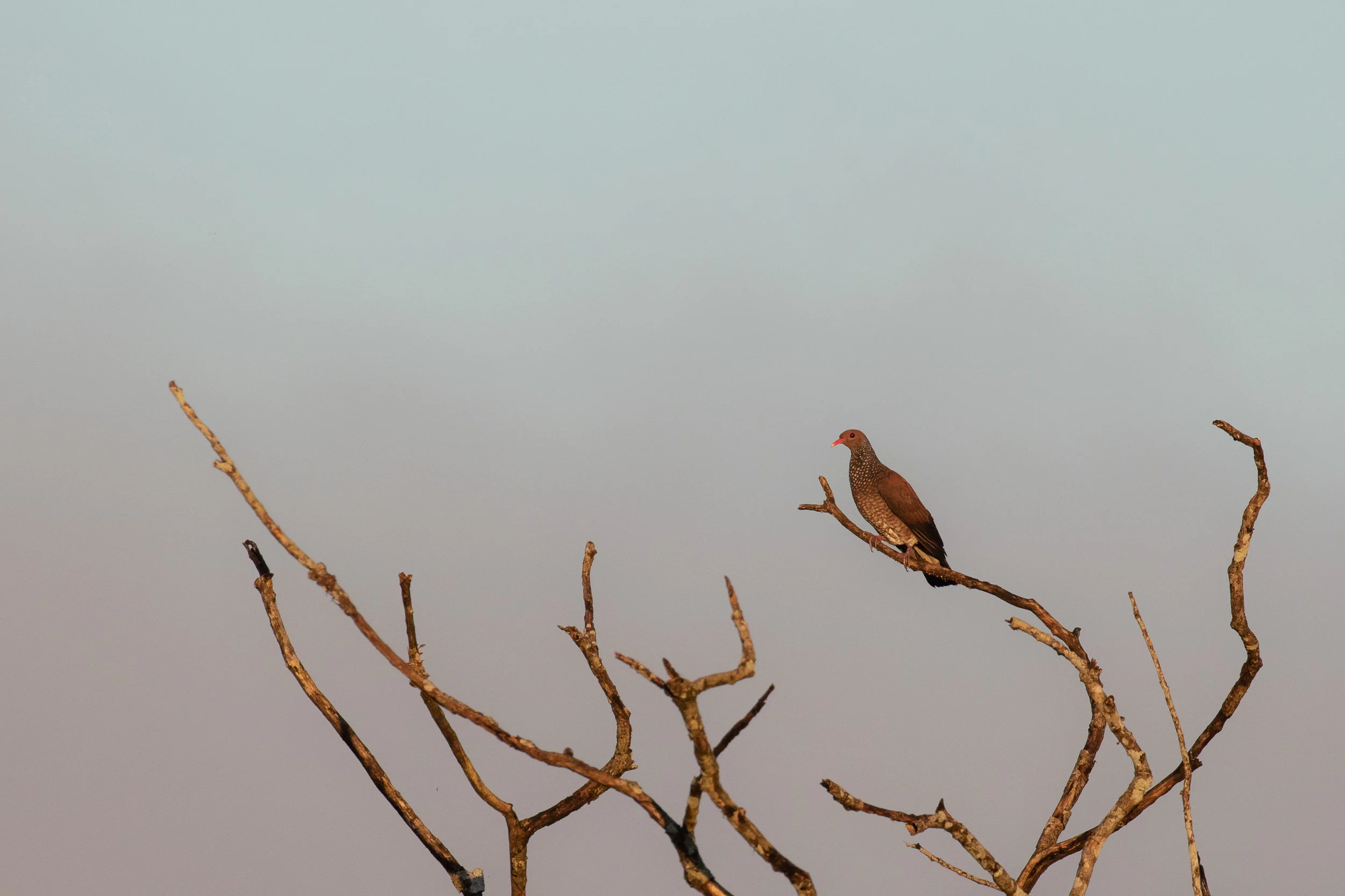 Scaled Pigeon