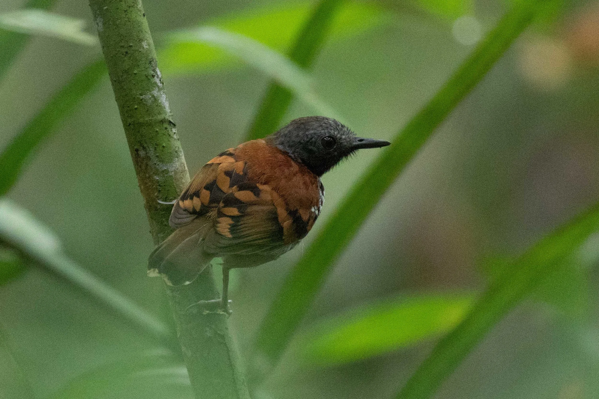 Spotted Antbird