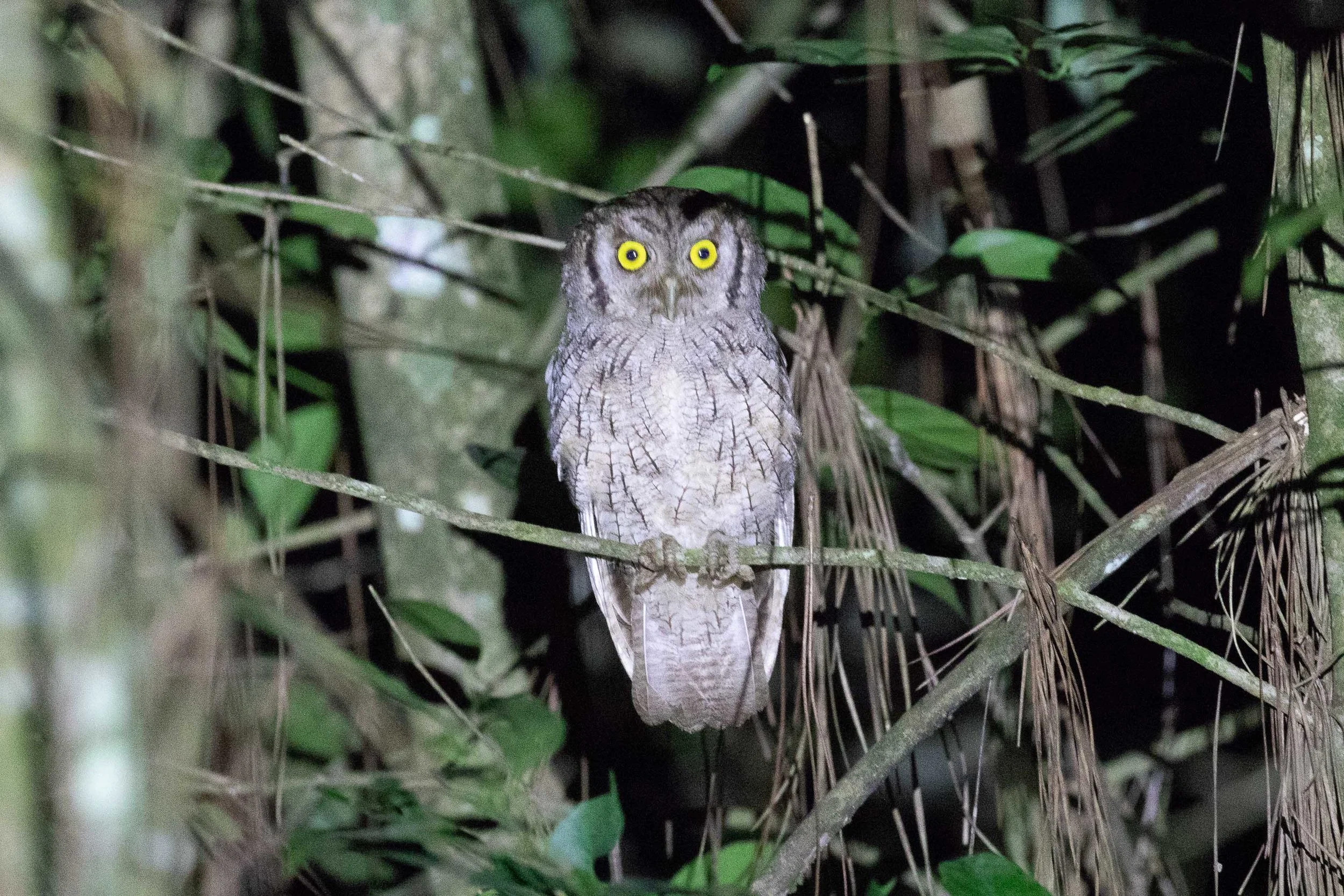 Tropical Screech-Owl