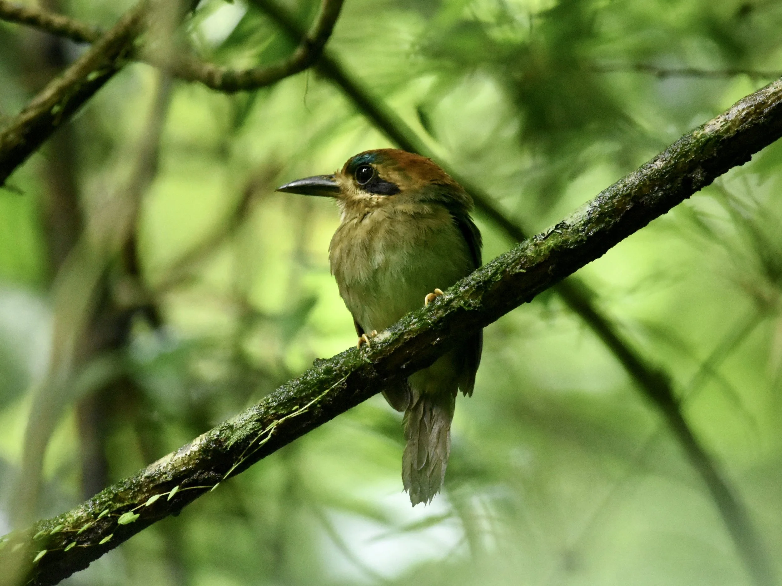 Tody Motmot