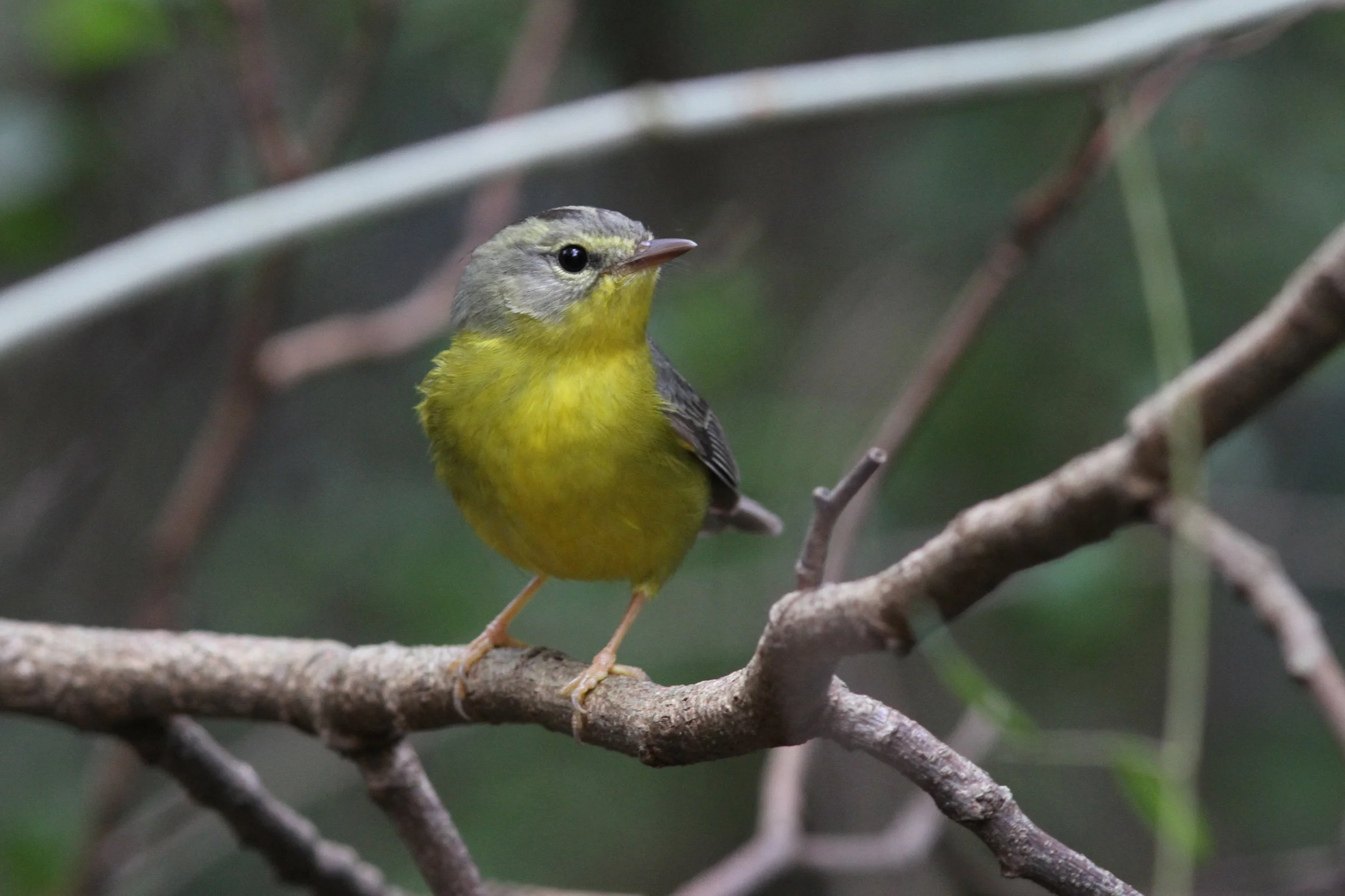 Golden-crowned Warbler