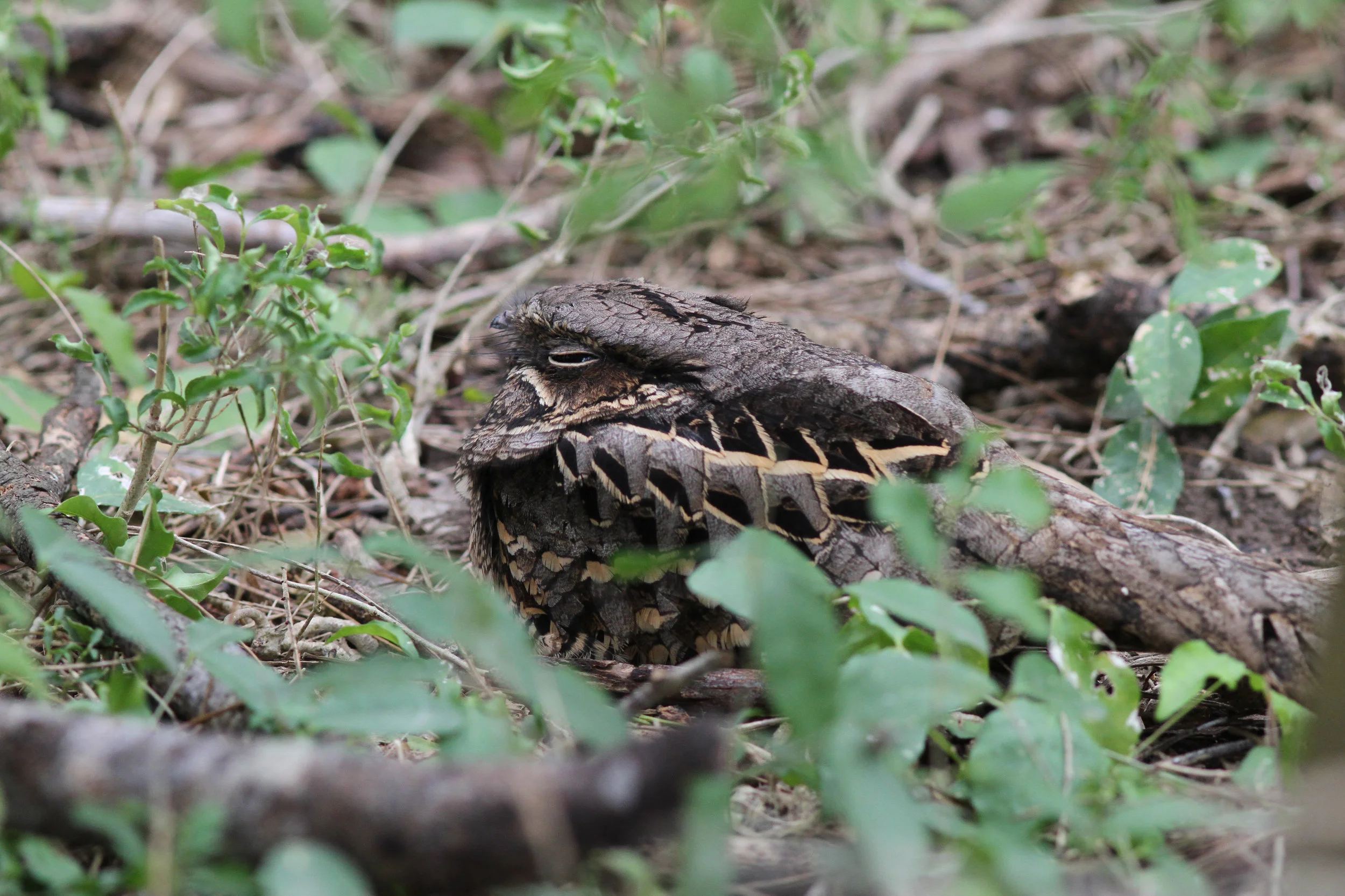 Common Pauraque