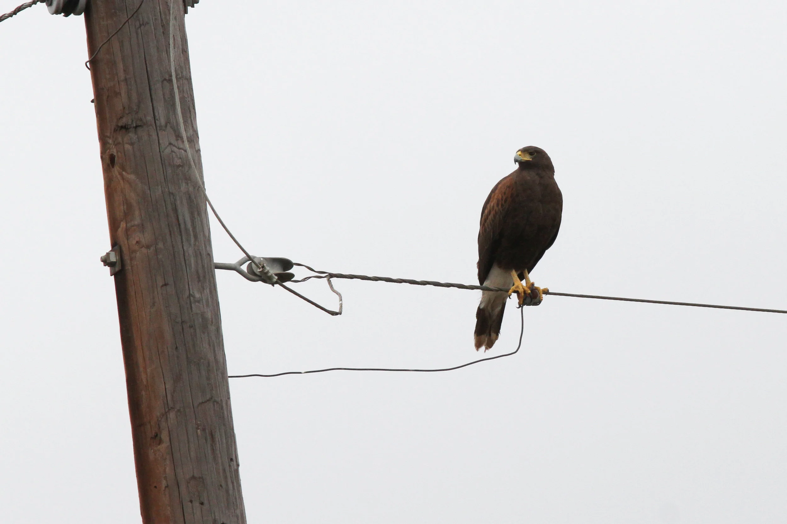 Harris's Hawk